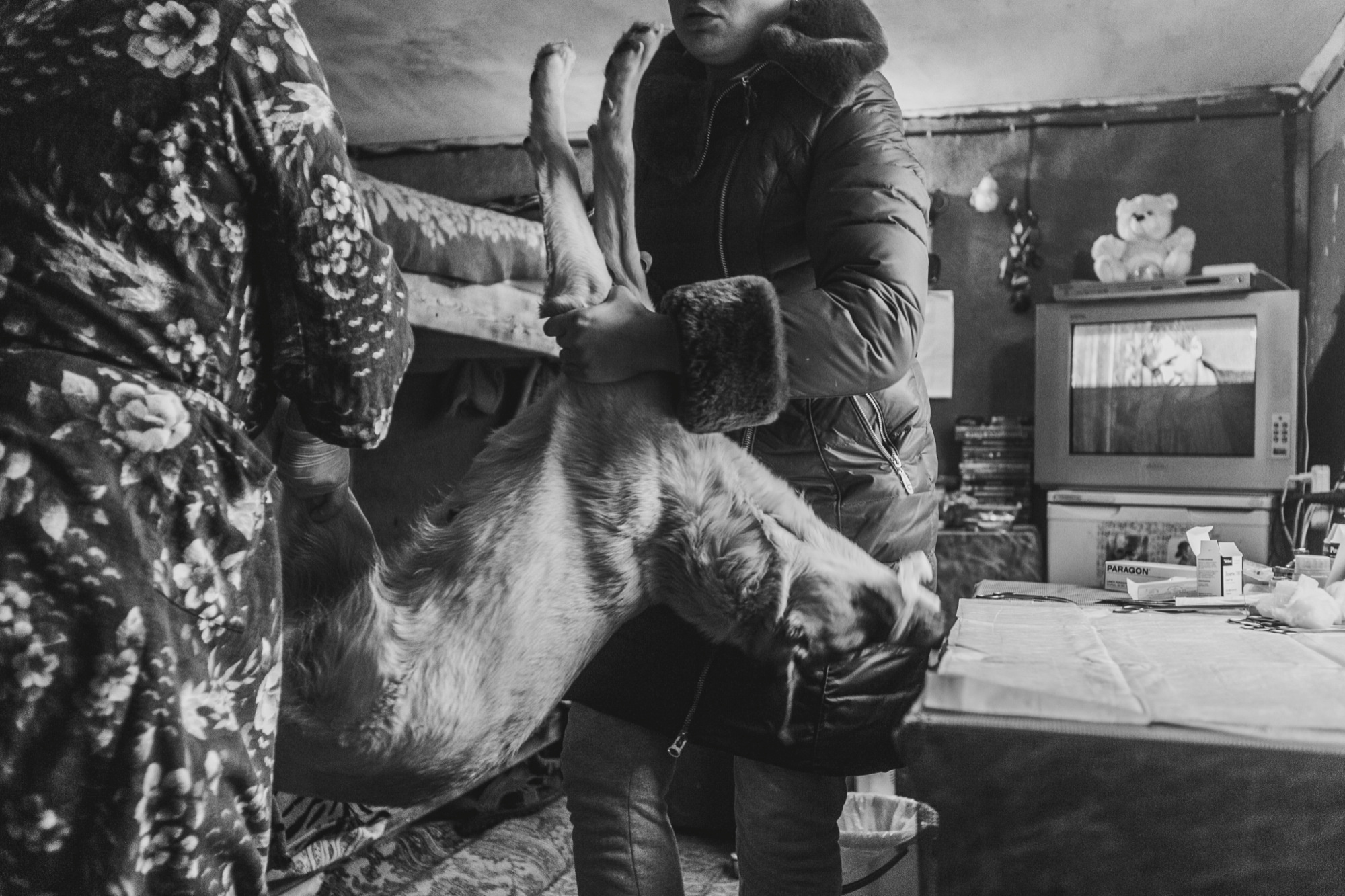 Собаки на сене. Антон Климов, документальный фотограф, Иркутск