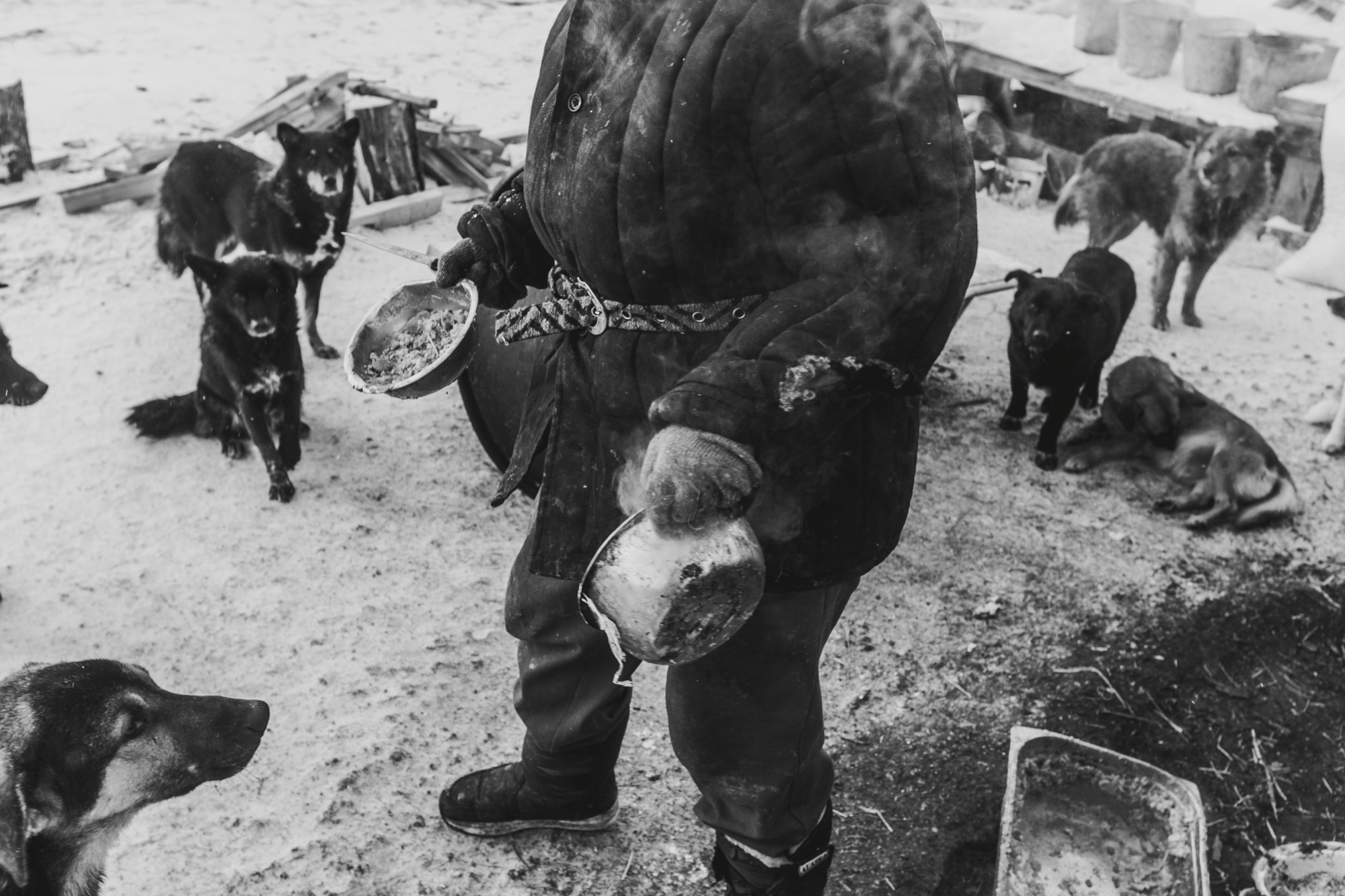 Собаки на сене. Антон Климов, документальный фотограф, Иркутск