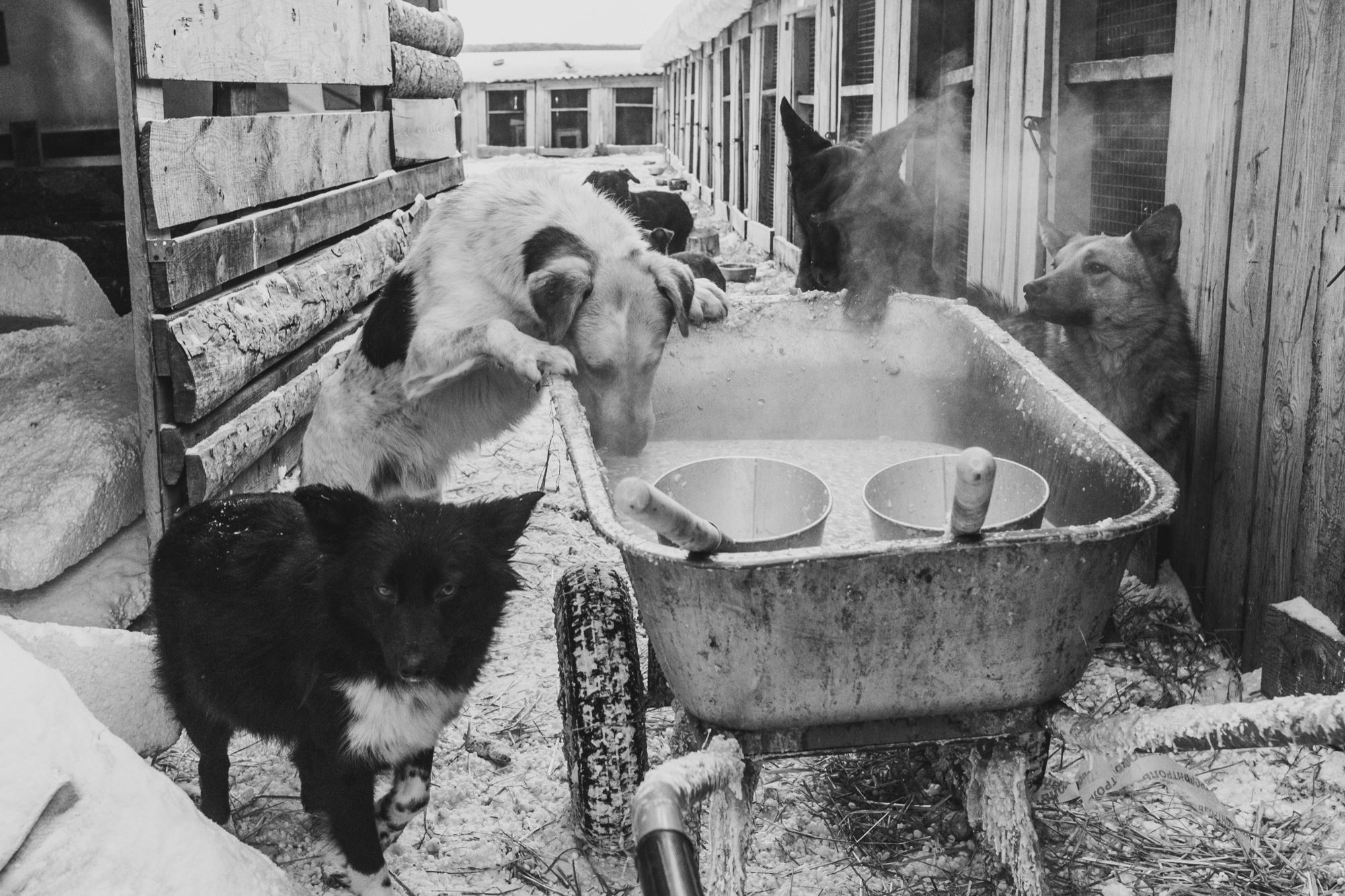 Собаки на сене. Антон Климов, документальный фотограф, Иркутск