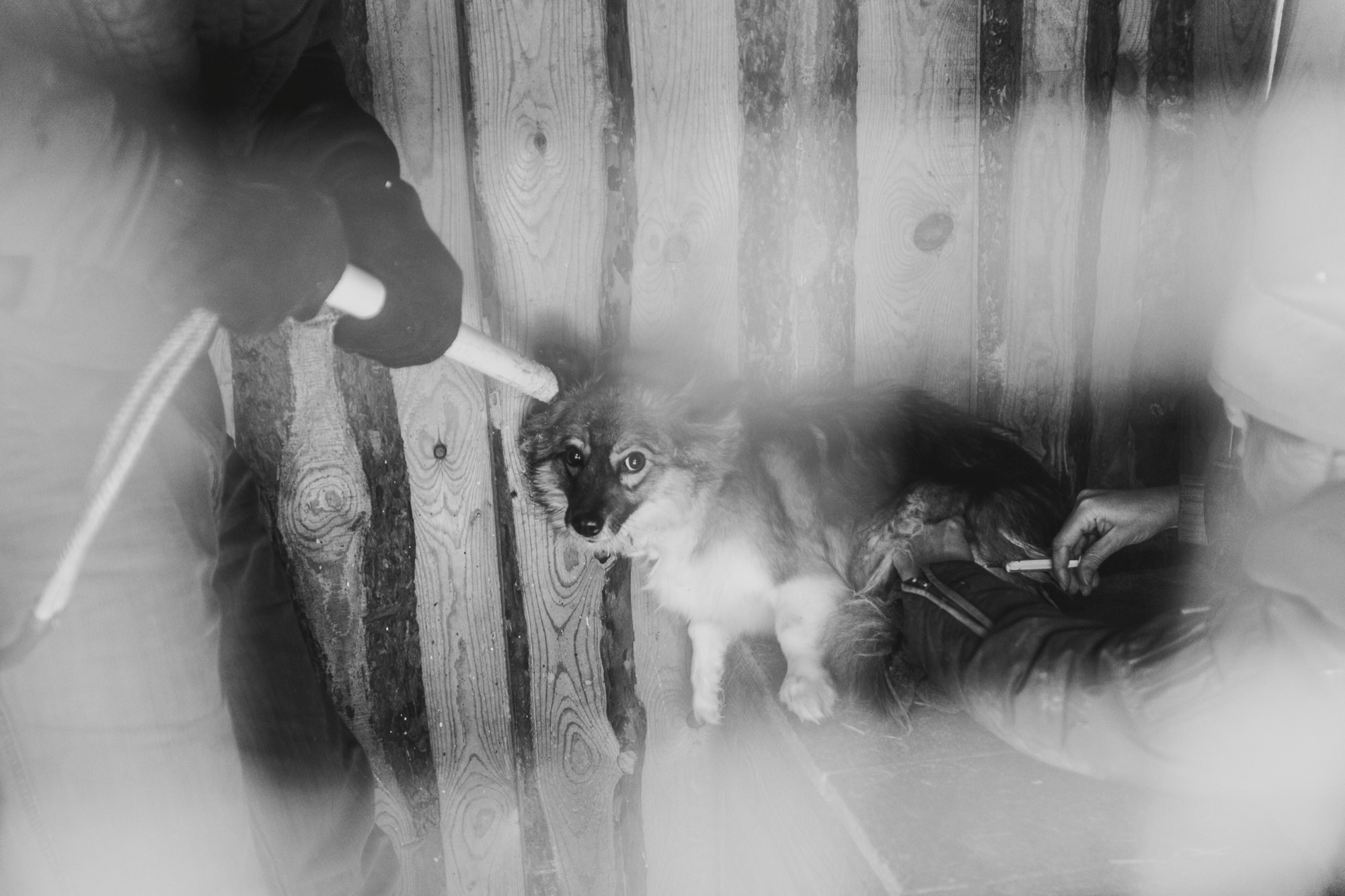 Собаки на сене. Антон Климов, документальный фотограф, Иркутск