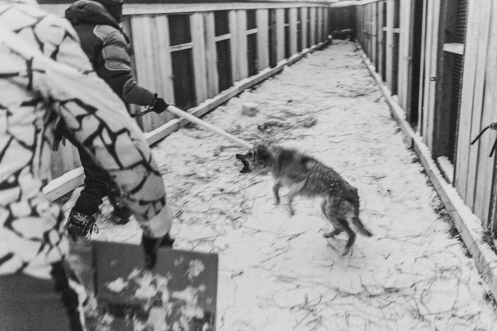 Собаки на сене. Антон Климов, документальный фотограф, Иркутск