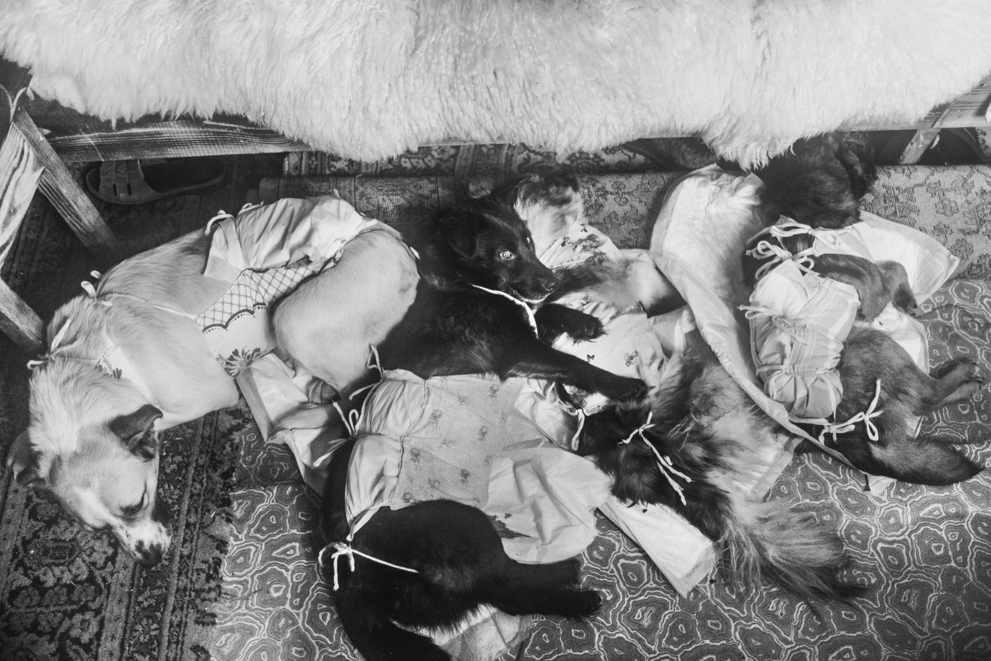 Собаки на сене. Антон Климов, документальный фотограф, Иркутск