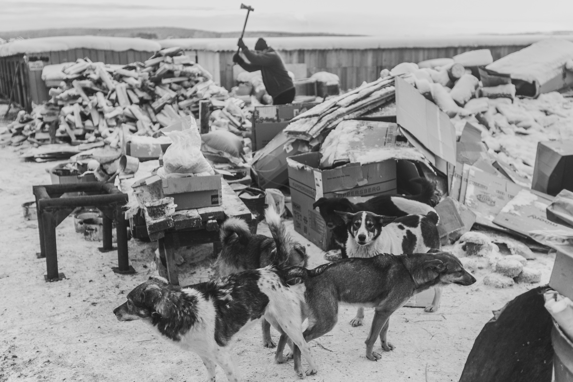 Собаки на сене. Антон Климов, документальный фотограф, Иркутск