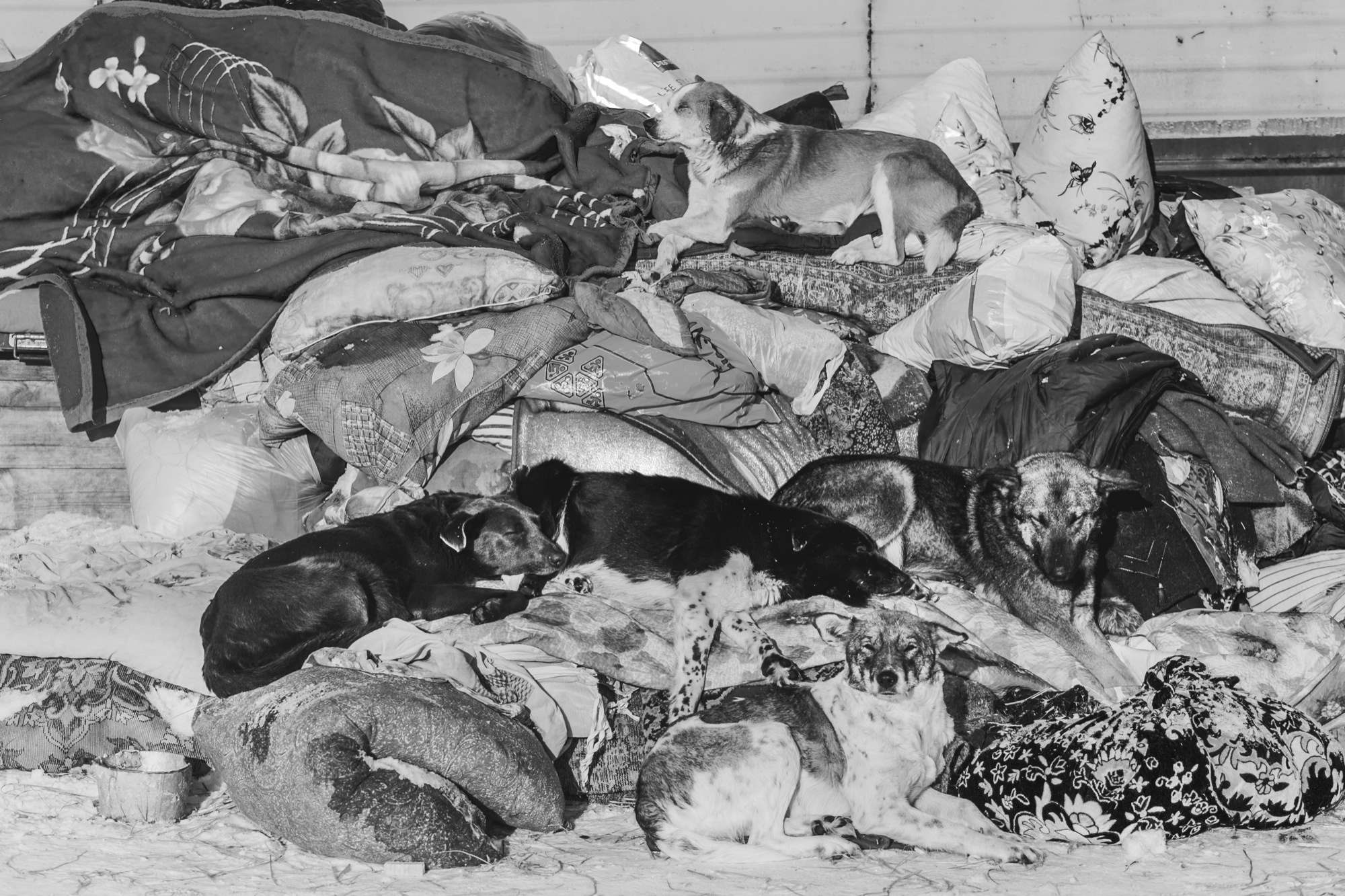Собаки на сене. Антон Климов, документальный фотограф, Иркутск