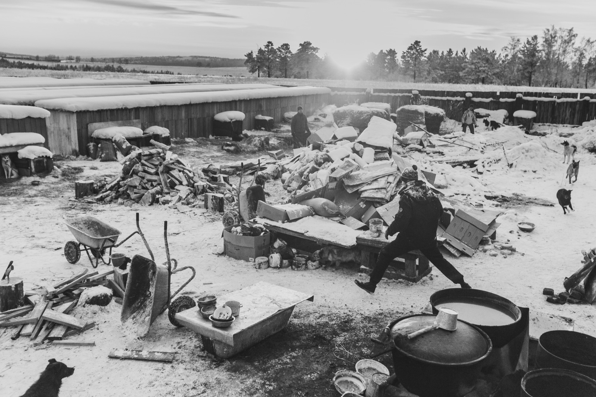 Собаки на сене. Антон Климов, документальный фотограф, Иркутск