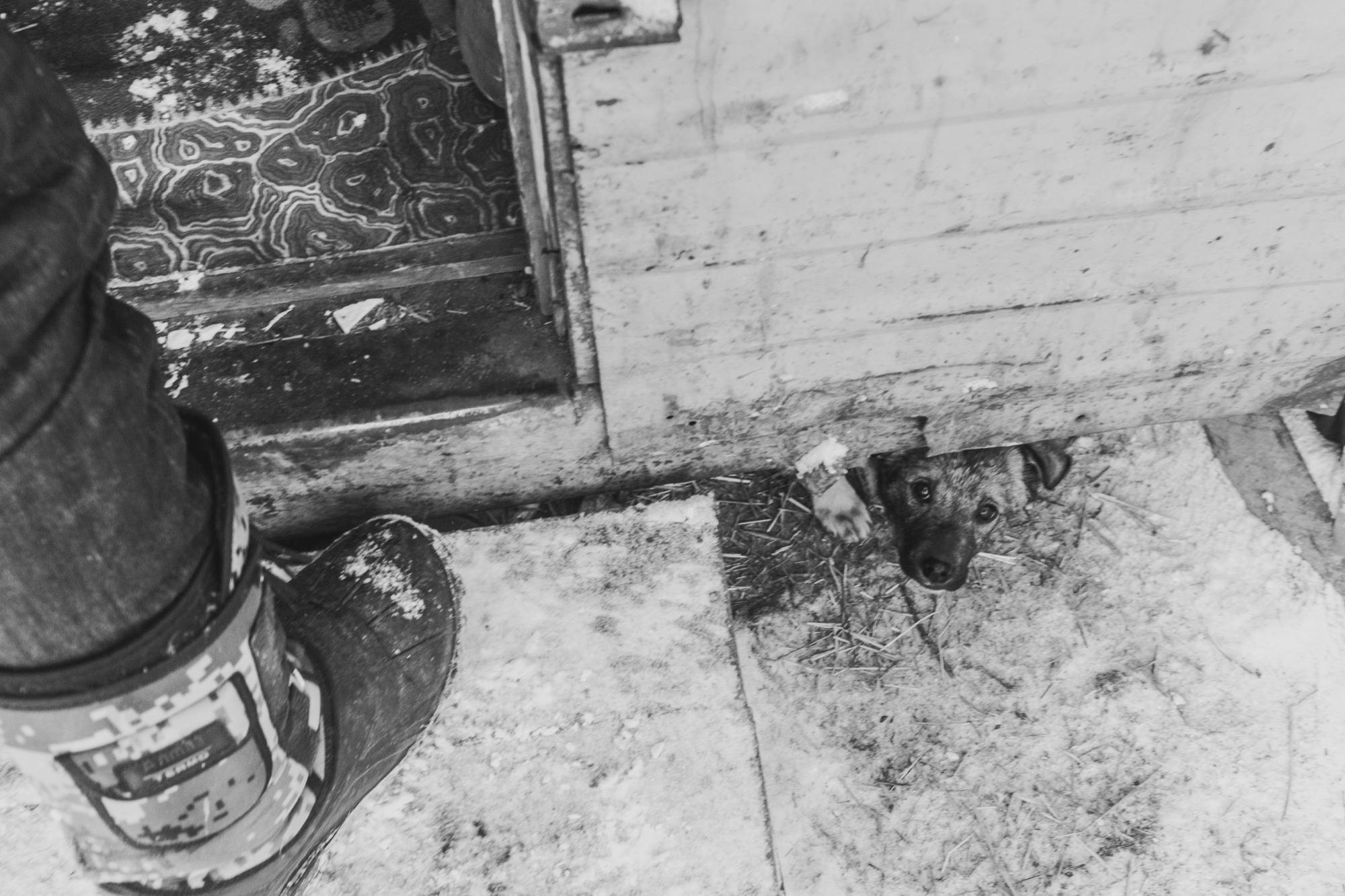 Собаки на сене. Антон Климов, документальный фотограф, Иркутск