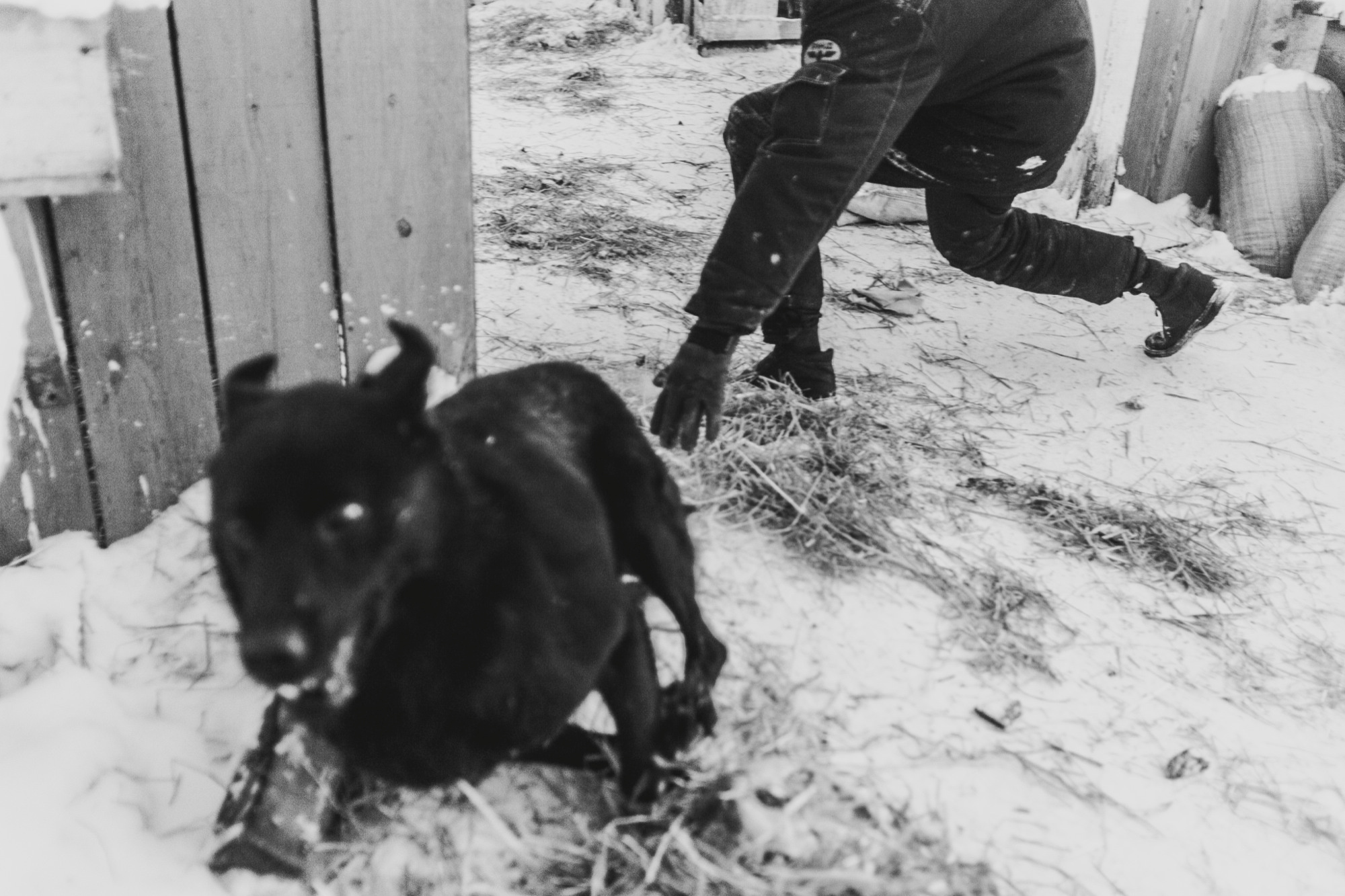 Собаки на сене. Антон Климов, документальный фотограф, Иркутск