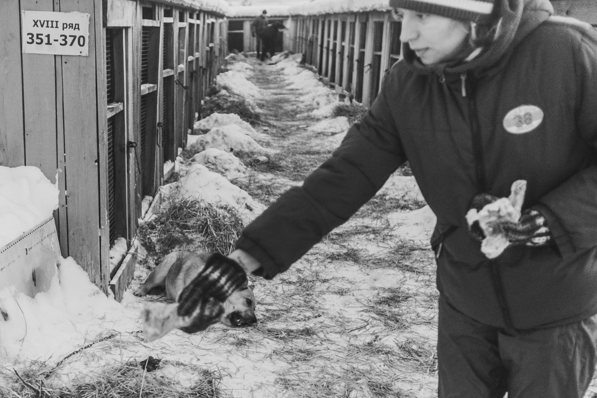 Собаки на сене. Антон Климов, документальный фотограф, Иркутск