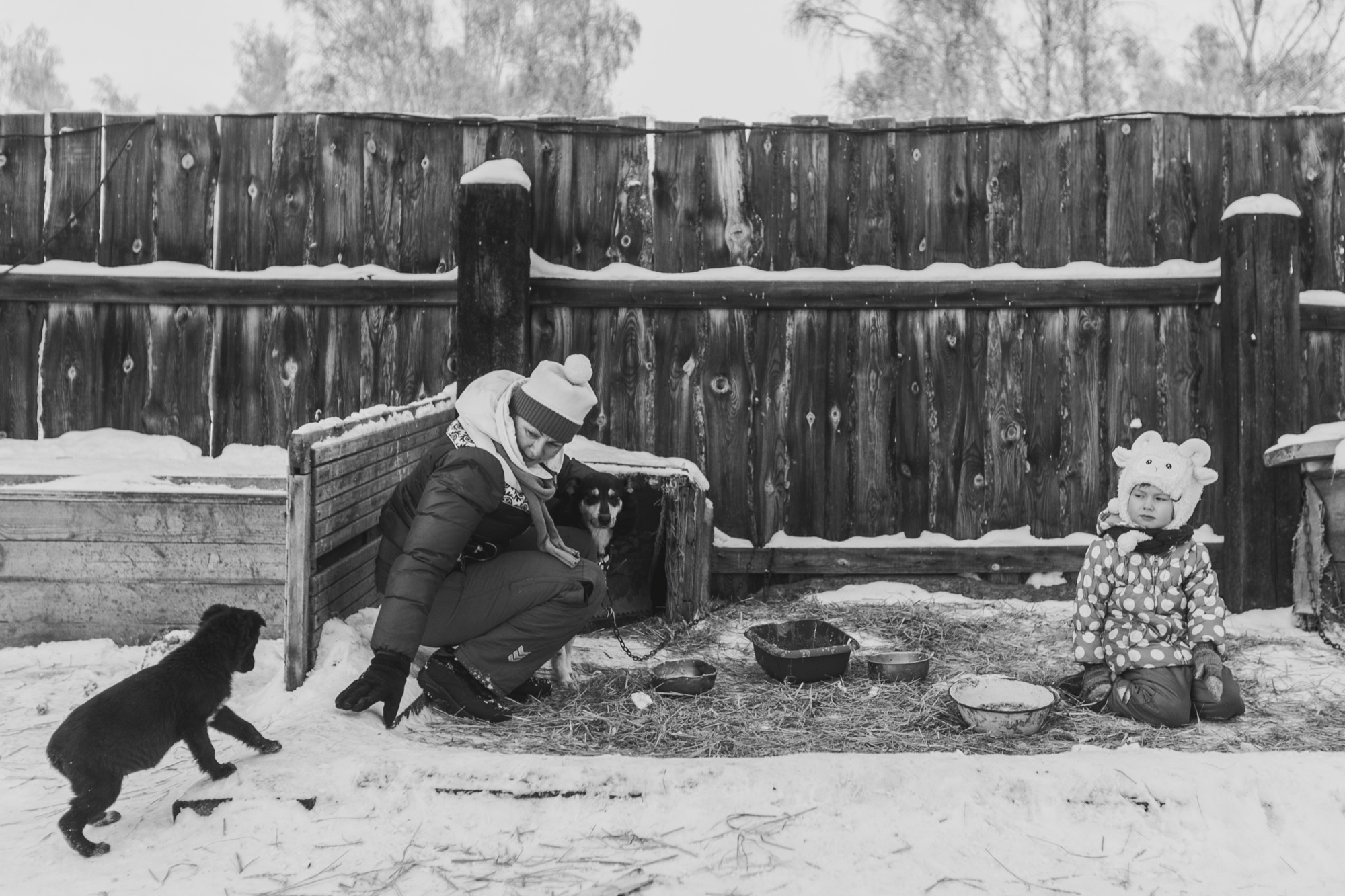 Собаки на сене. Антон Климов, документальный фотограф, Иркутск