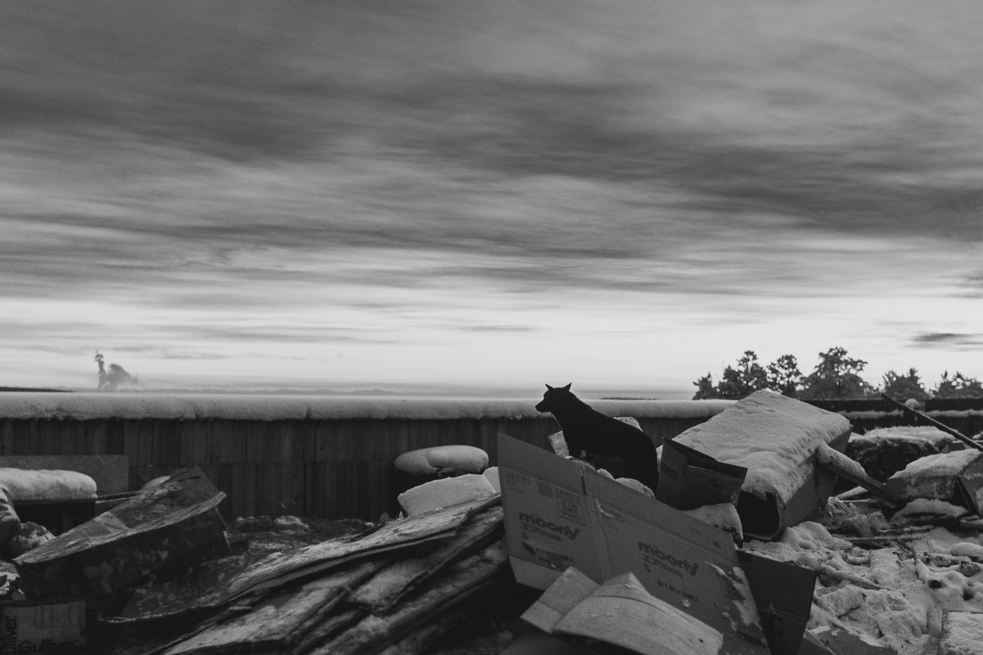 Собаки на сене. Антон Климов, документальный фотограф, Иркутск