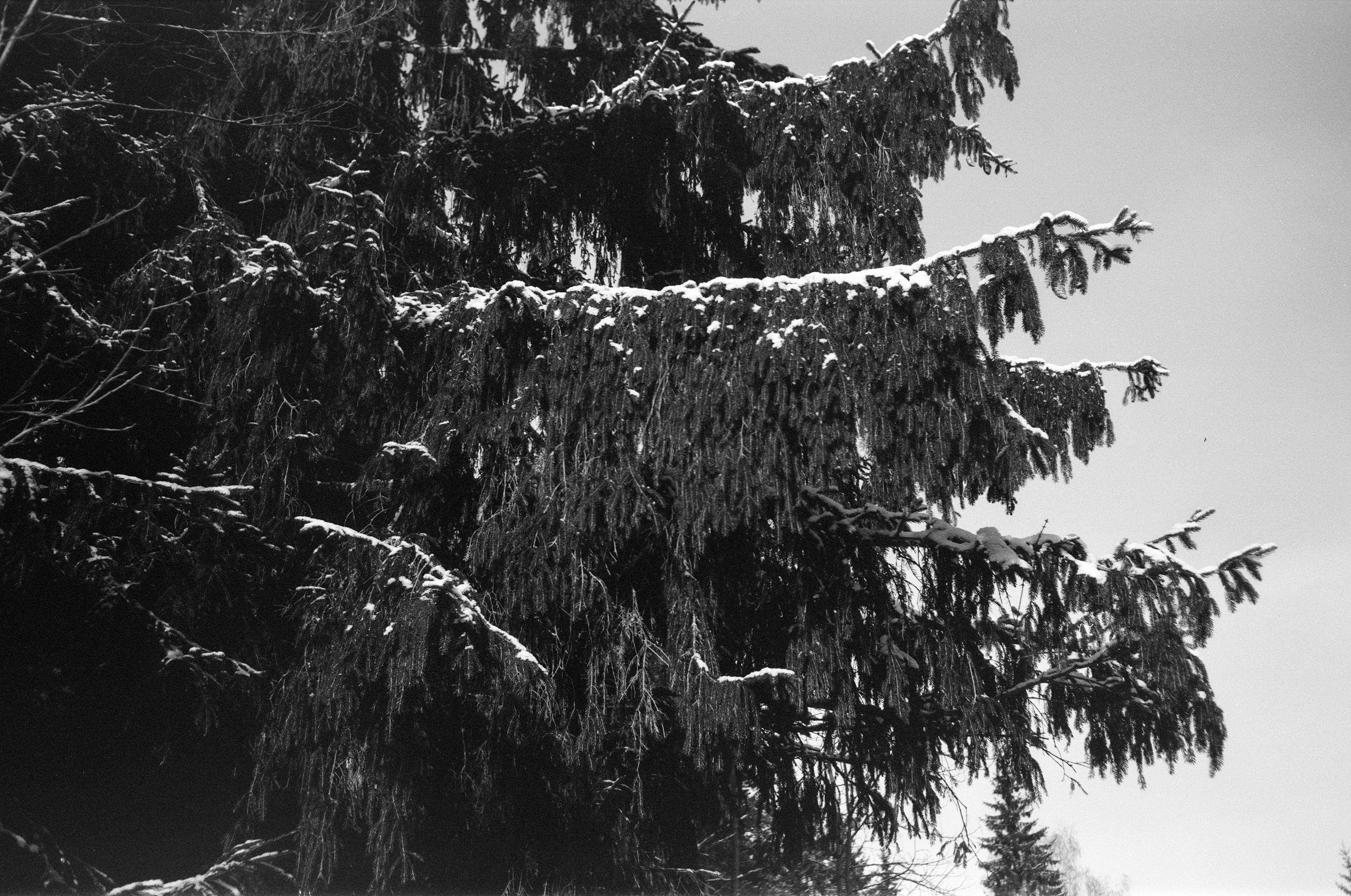 Minox 35GT / Тасма Т-25 ISO 100 / Давыдовское, Лукино