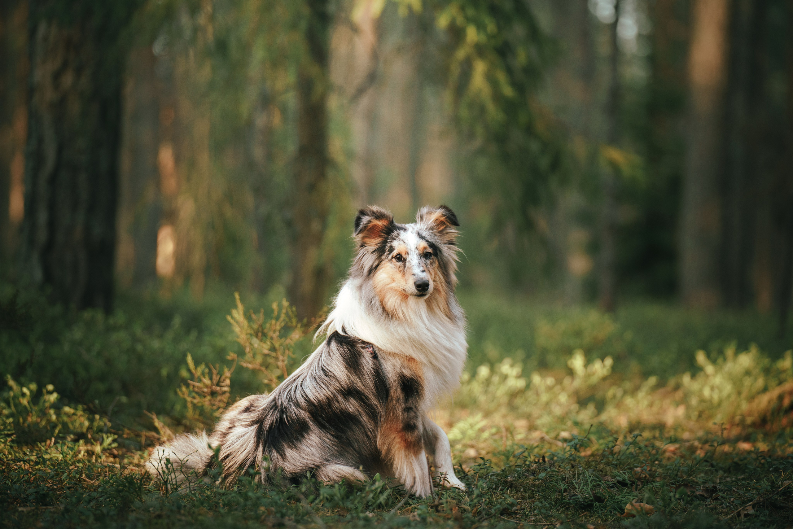 Мила и Лейла. Фотограф анималист Осипчикова Мария