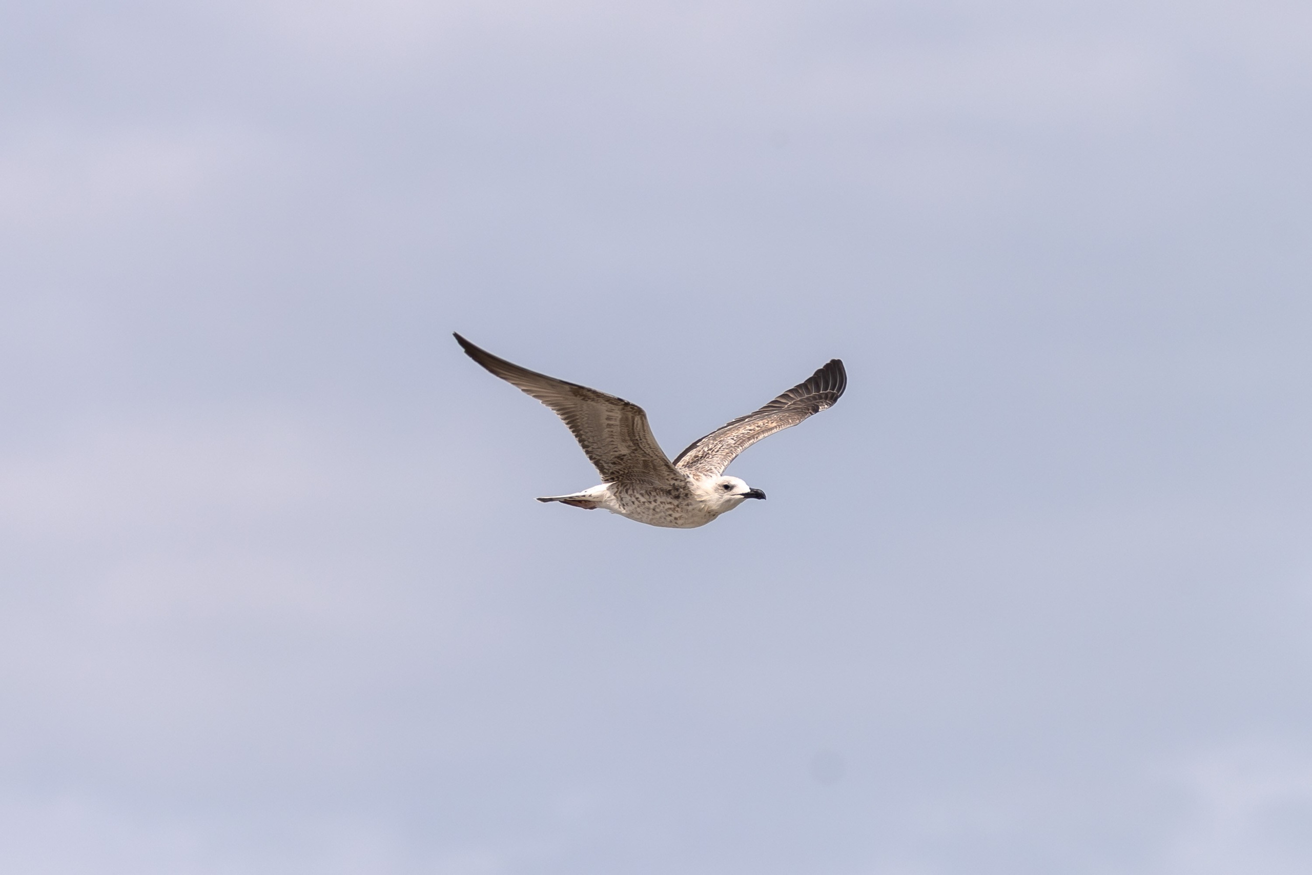 Азовское море. Фотограф Владимир Охрименко