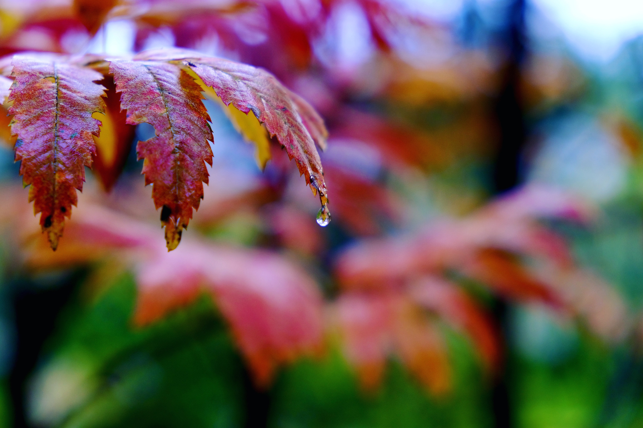 Nature. GubanovPhoto