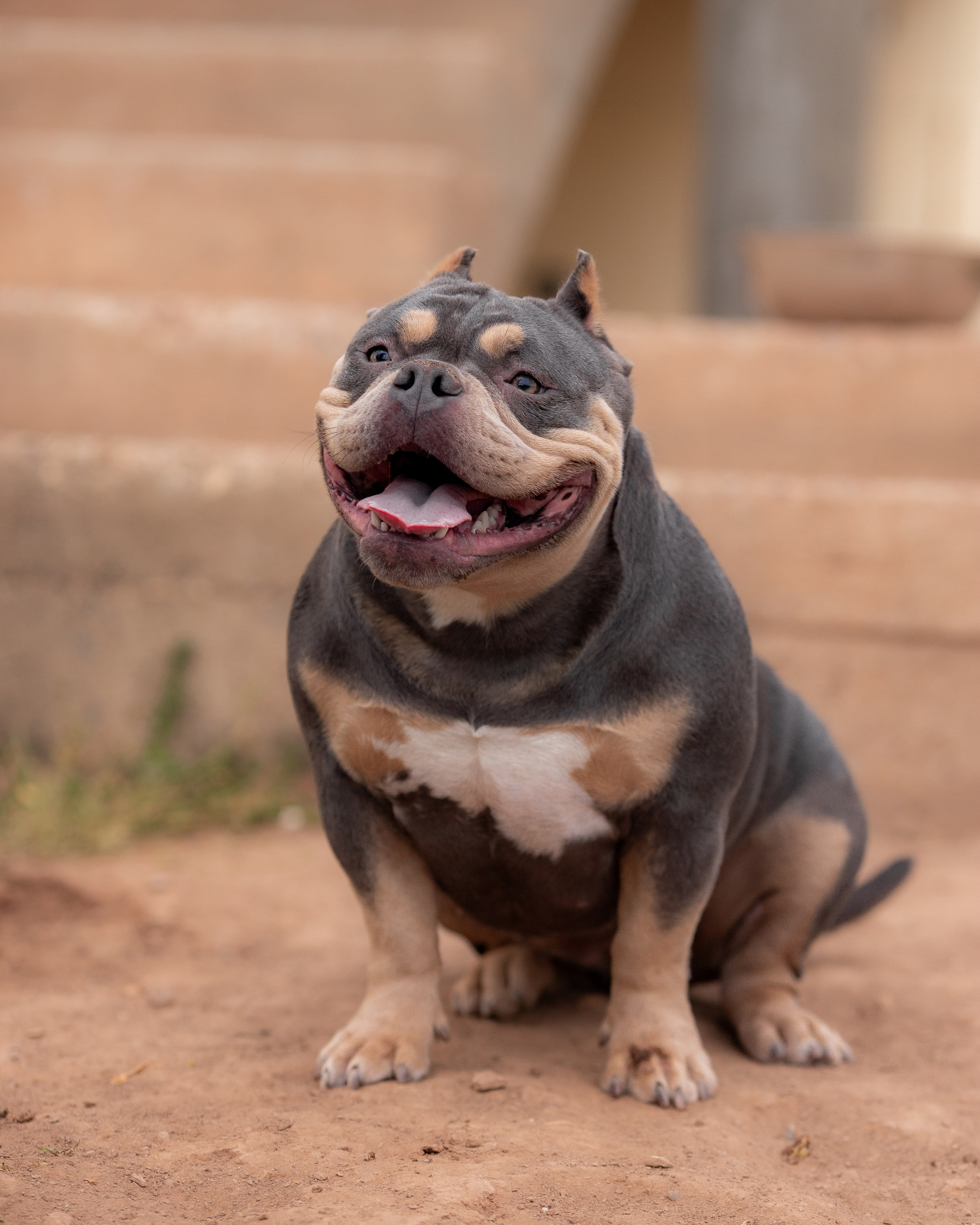 Наталья и булли. Фотограф Анималист в Перми Анастасия Остерман