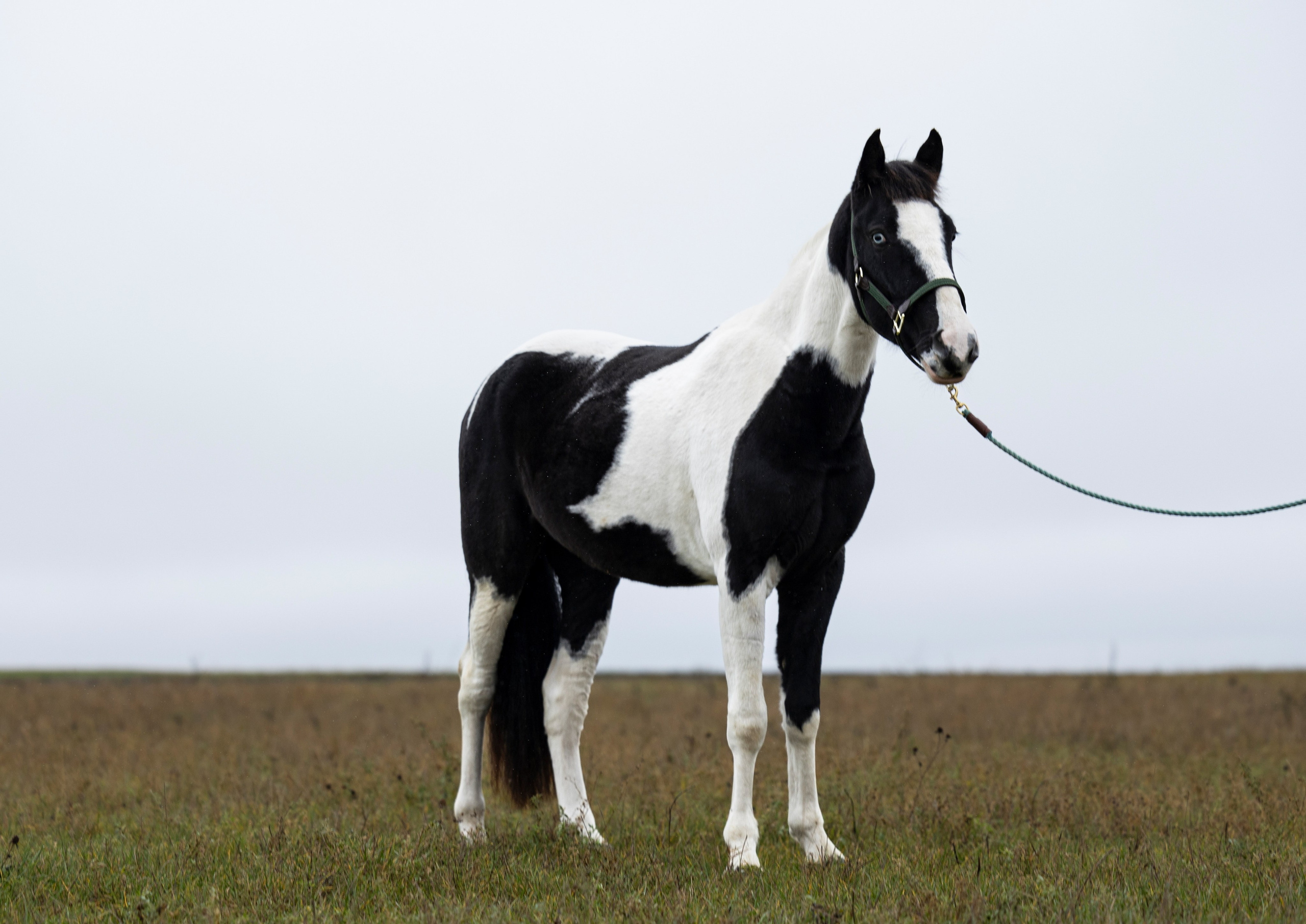 Дракарис и Кейси. Фотограф-анималист Анна Маринич
