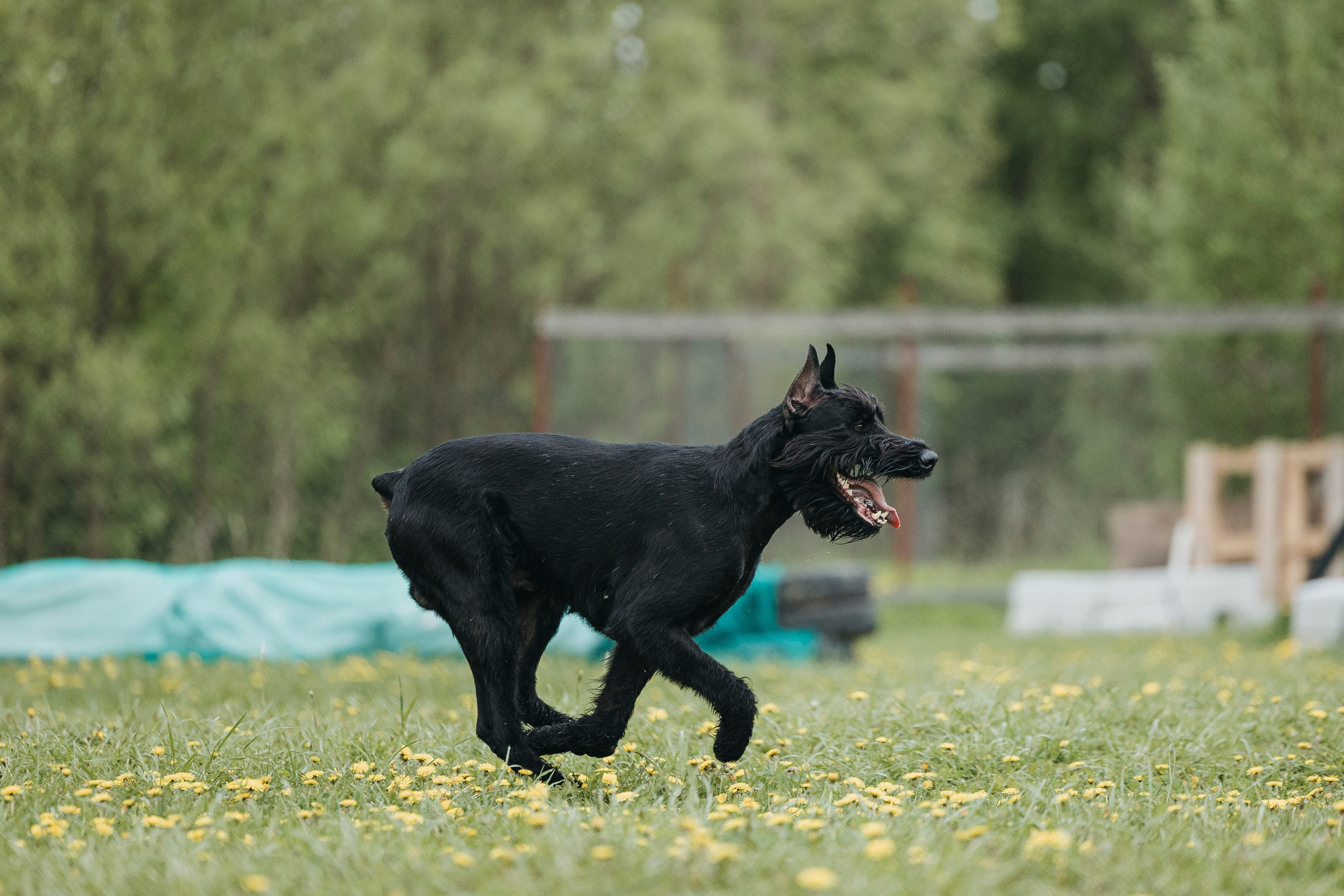 26.05.25 г. Пушкин квалификационные соревнования. Фотограф-анималист Анна Маринич