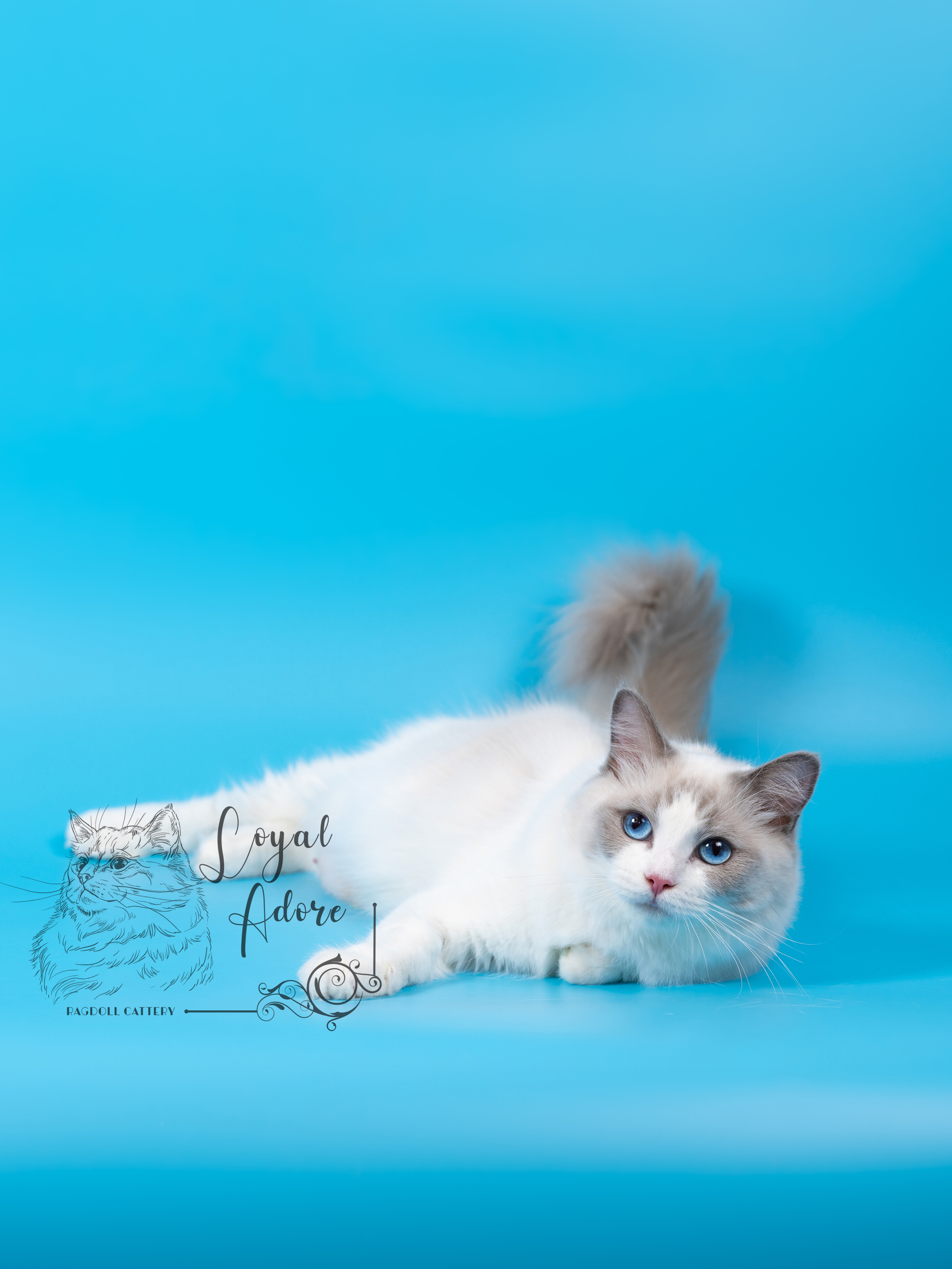 Кошки производители Loyal Adore. Питомник рэгдолл Loyal Adore