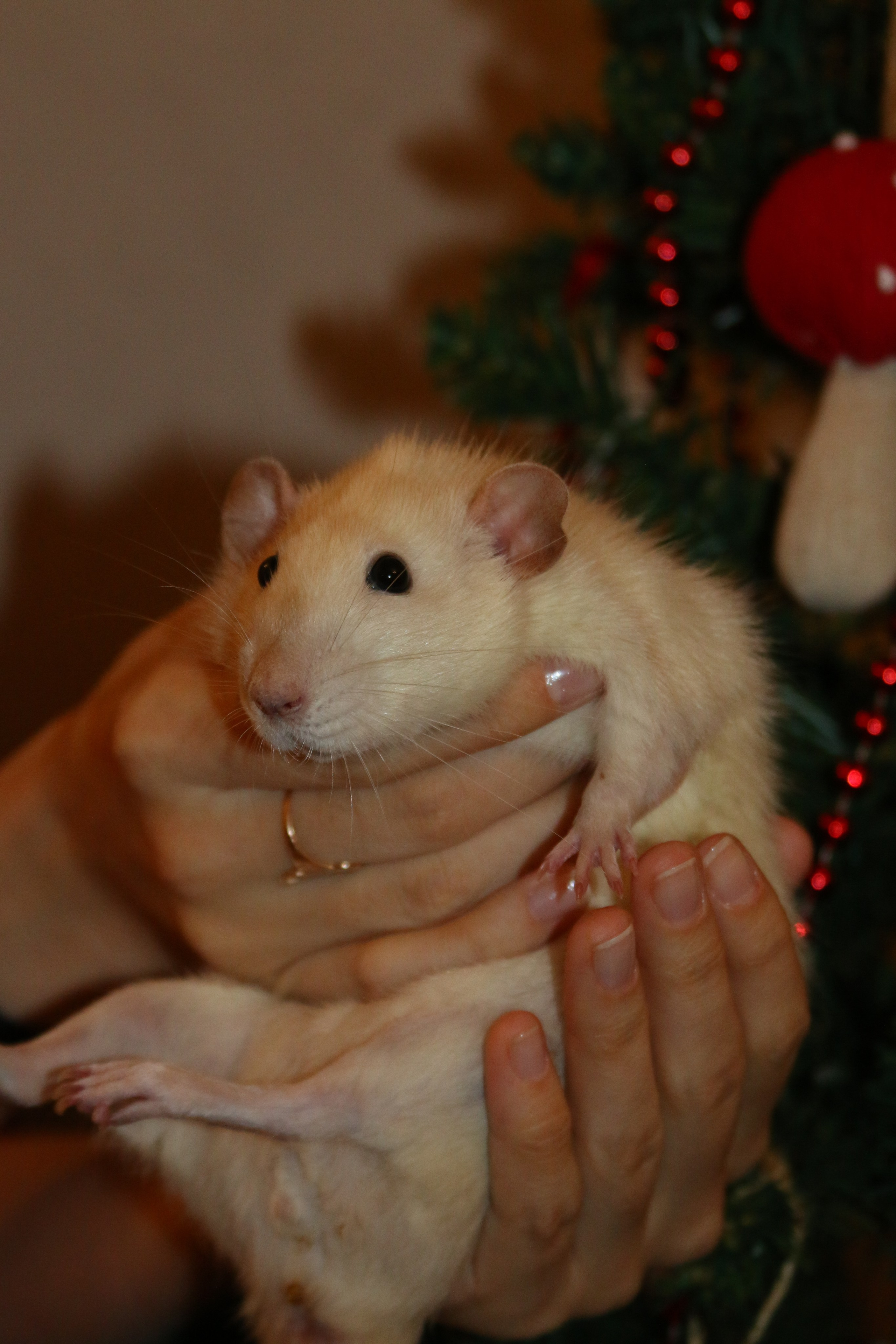 Съемка с питомцем