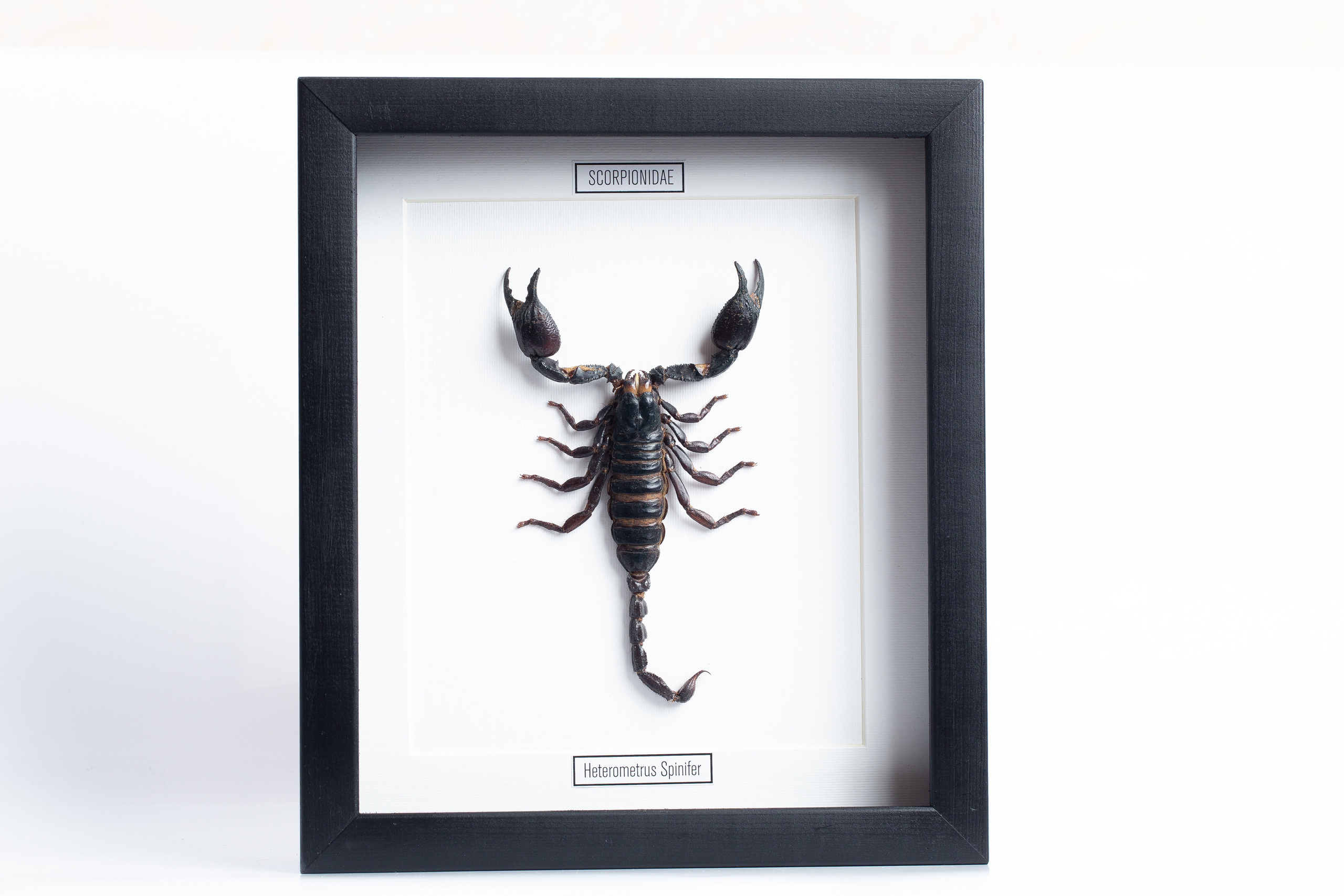 Интерьерные украшения-Насекомые