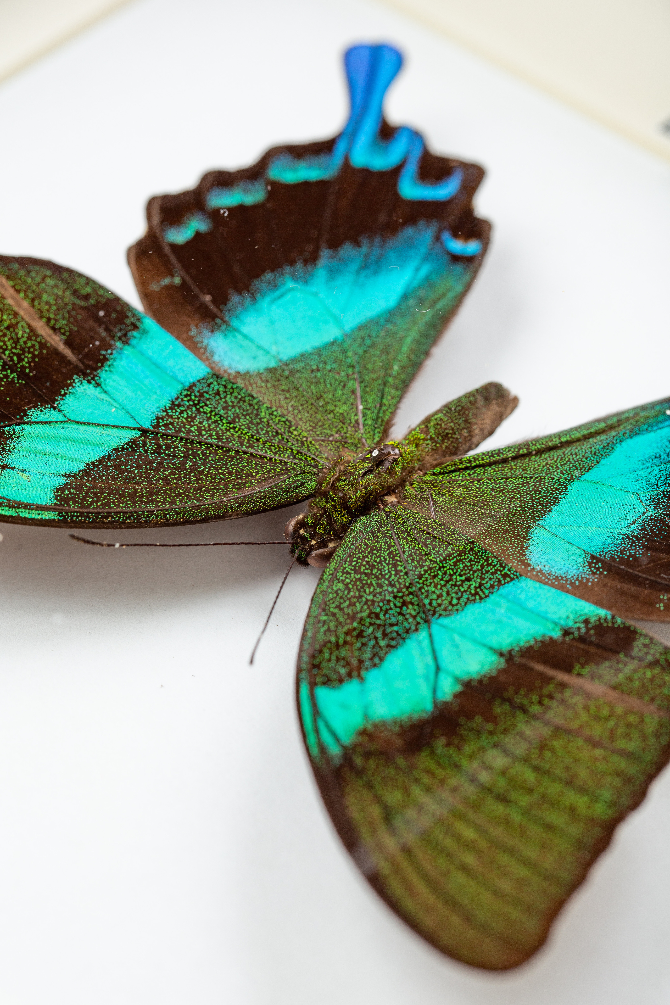 Интерьерные украшения-Насекомые