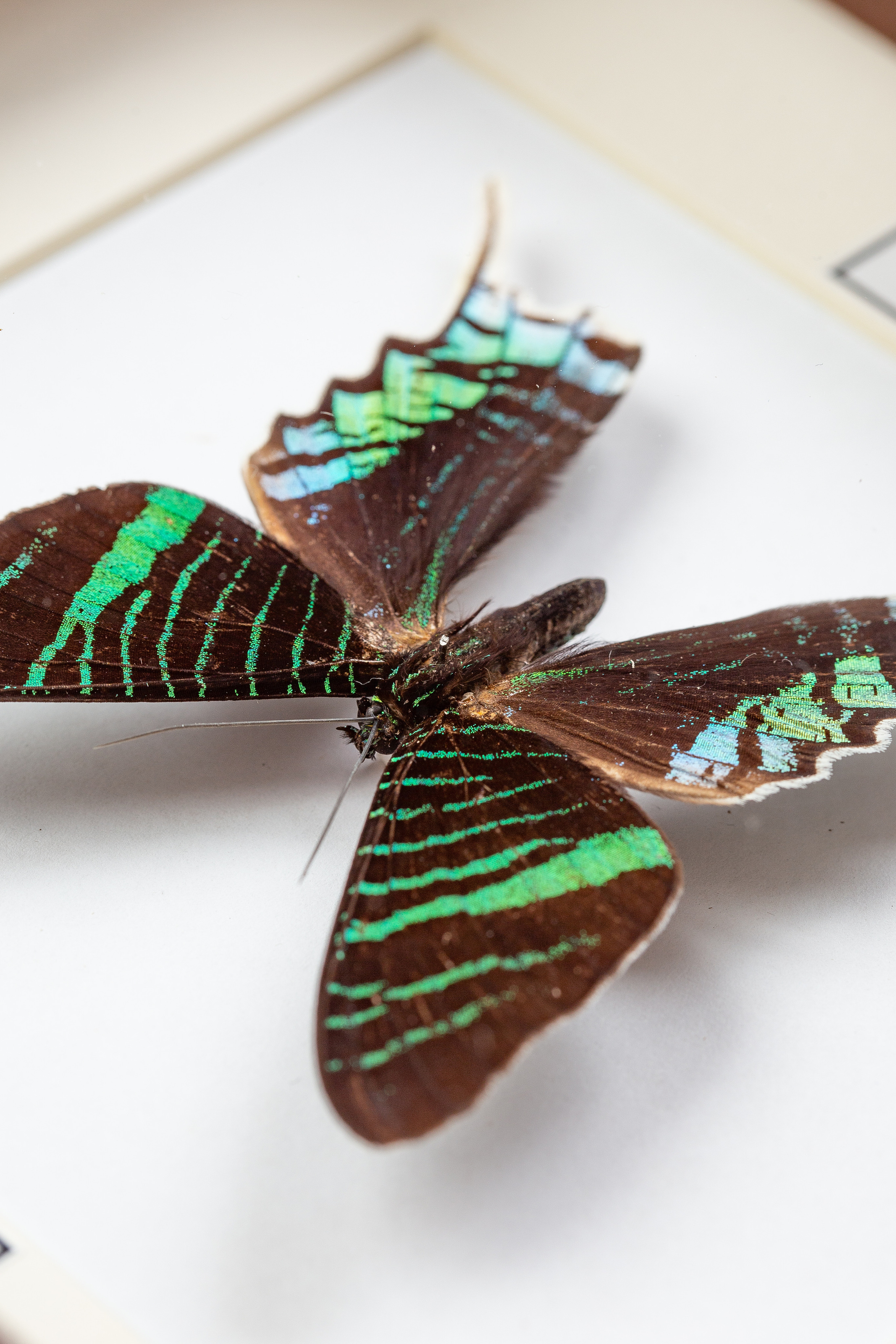 Интерьерные украшения-Насекомые