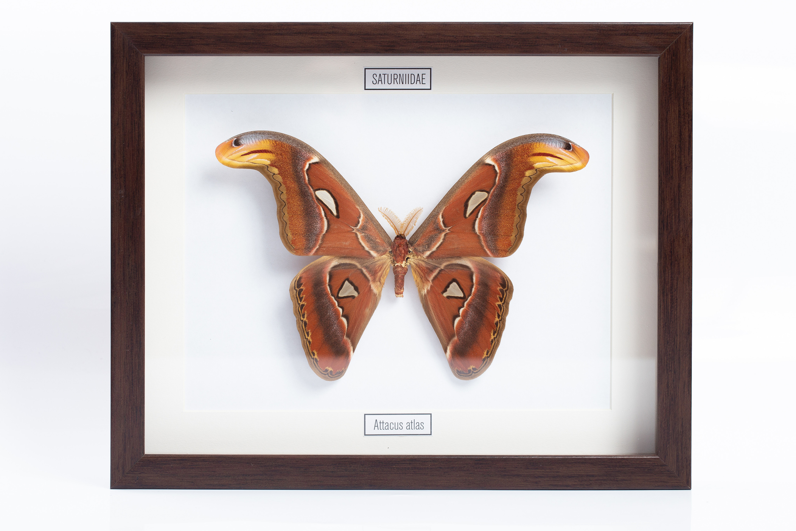 Интерьерные украшения-Насекомые