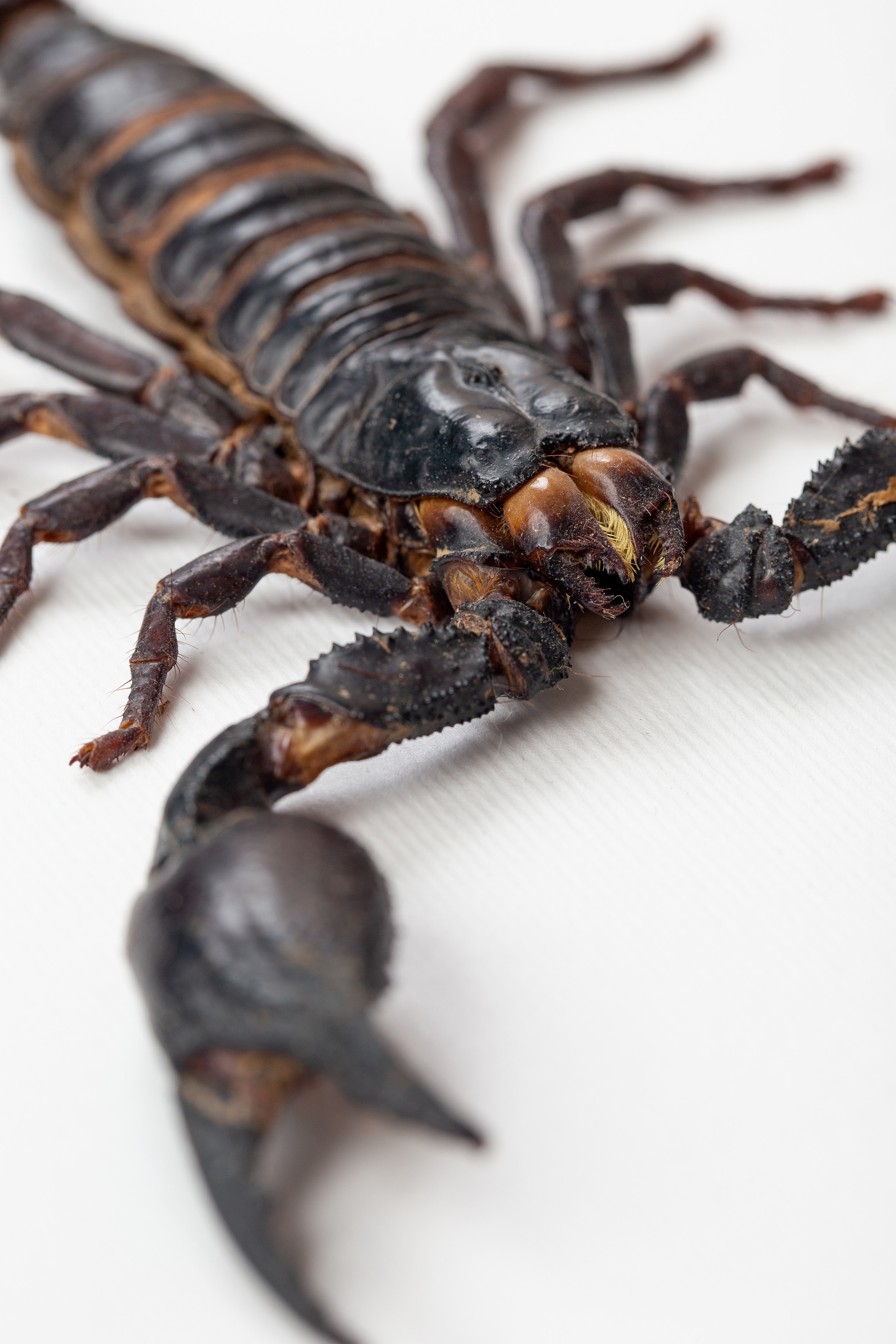 Интерьерные украшения-Насекомые