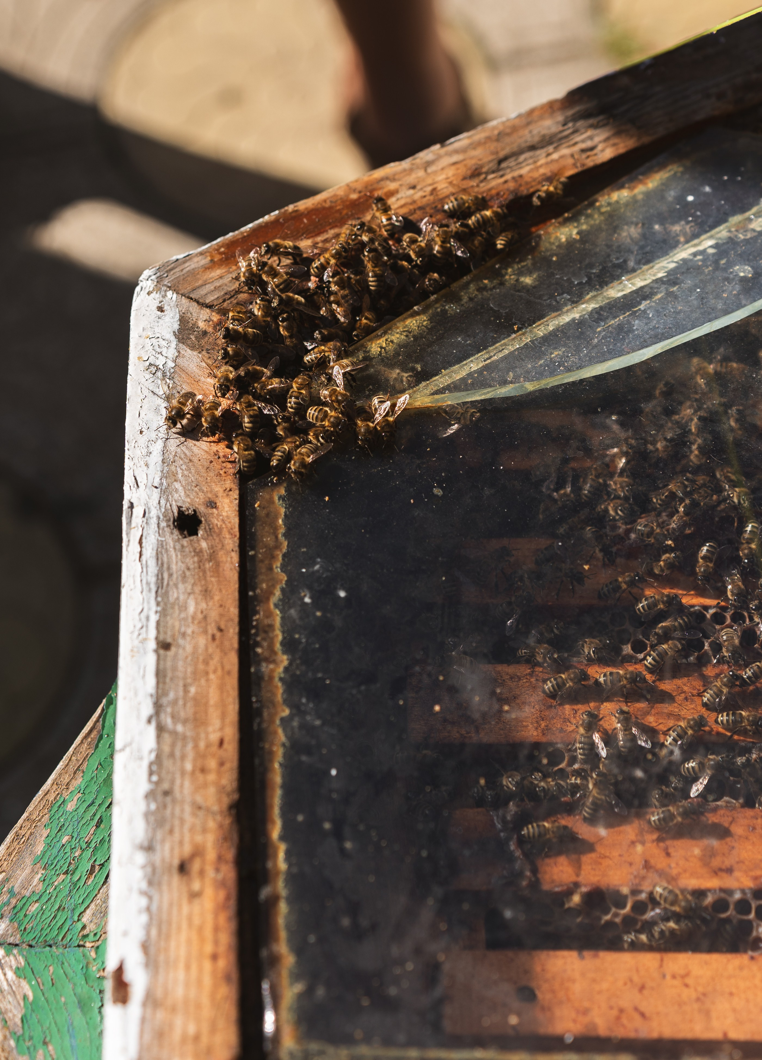 Фотографии из поездки в Абхазию. Предметный фотограф Санкт-Петербург