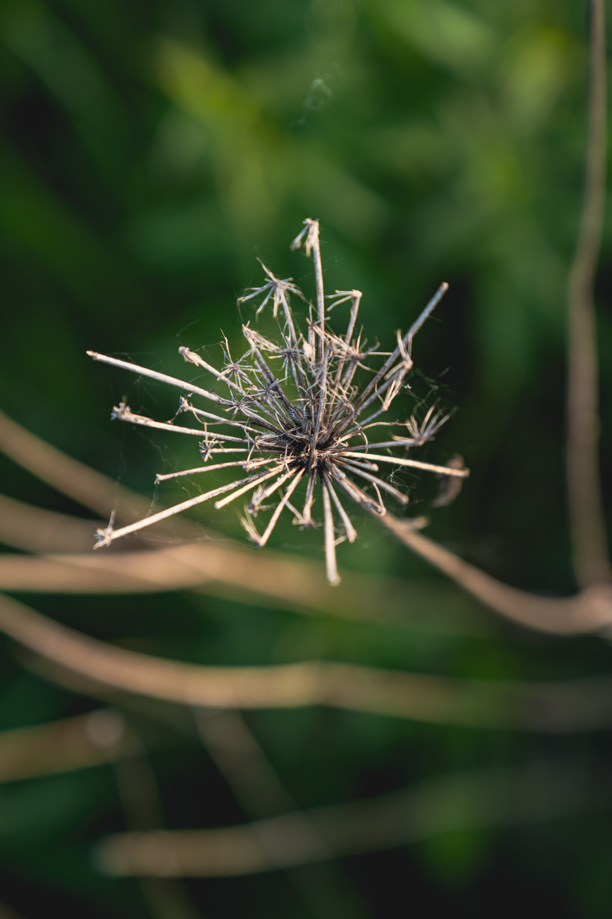 Встреча лета на озере Донцо. Предметный фотограф Санкт-Петербург