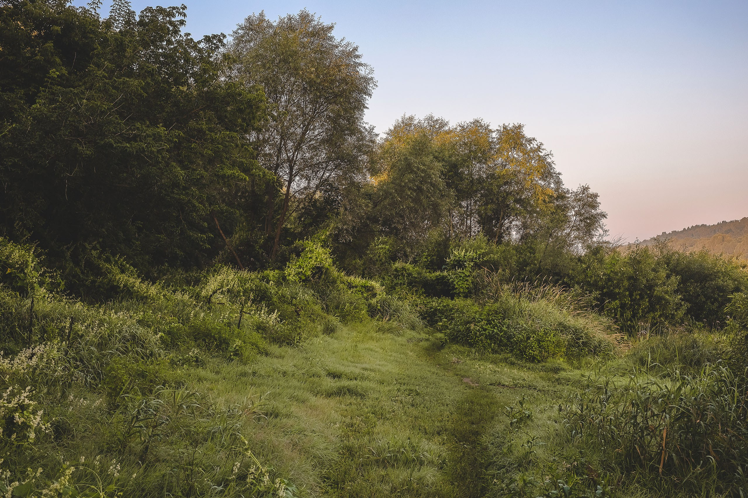 Лесные заросли на берегу реки Оки