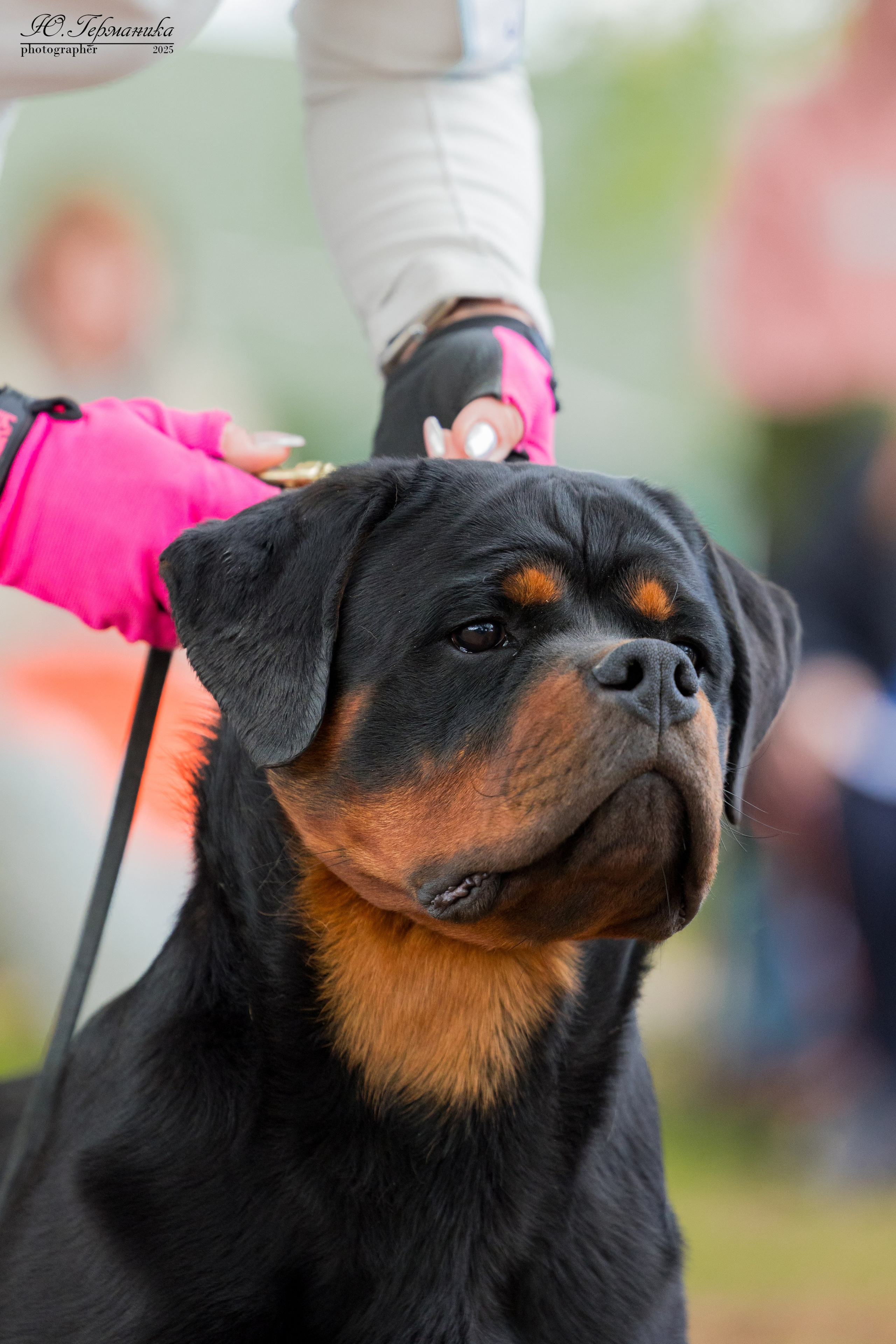 Саратов моно ротвейлеров 26-27.04.2025. Фотограф-анималист Юлия Германика