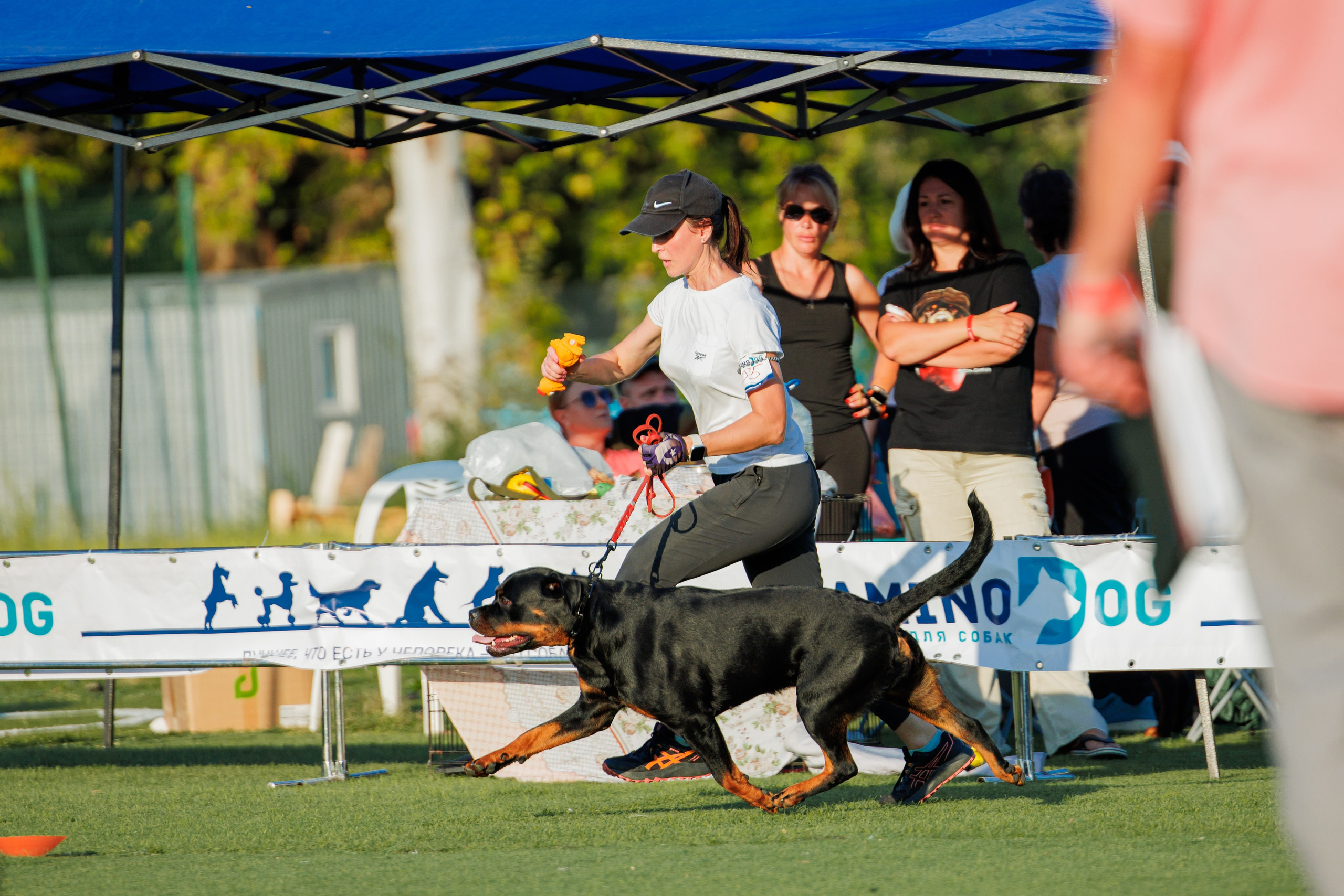 Анапа ротвейлеры 14-15.09.2024. Фотограф-анималист Юлия Германика
