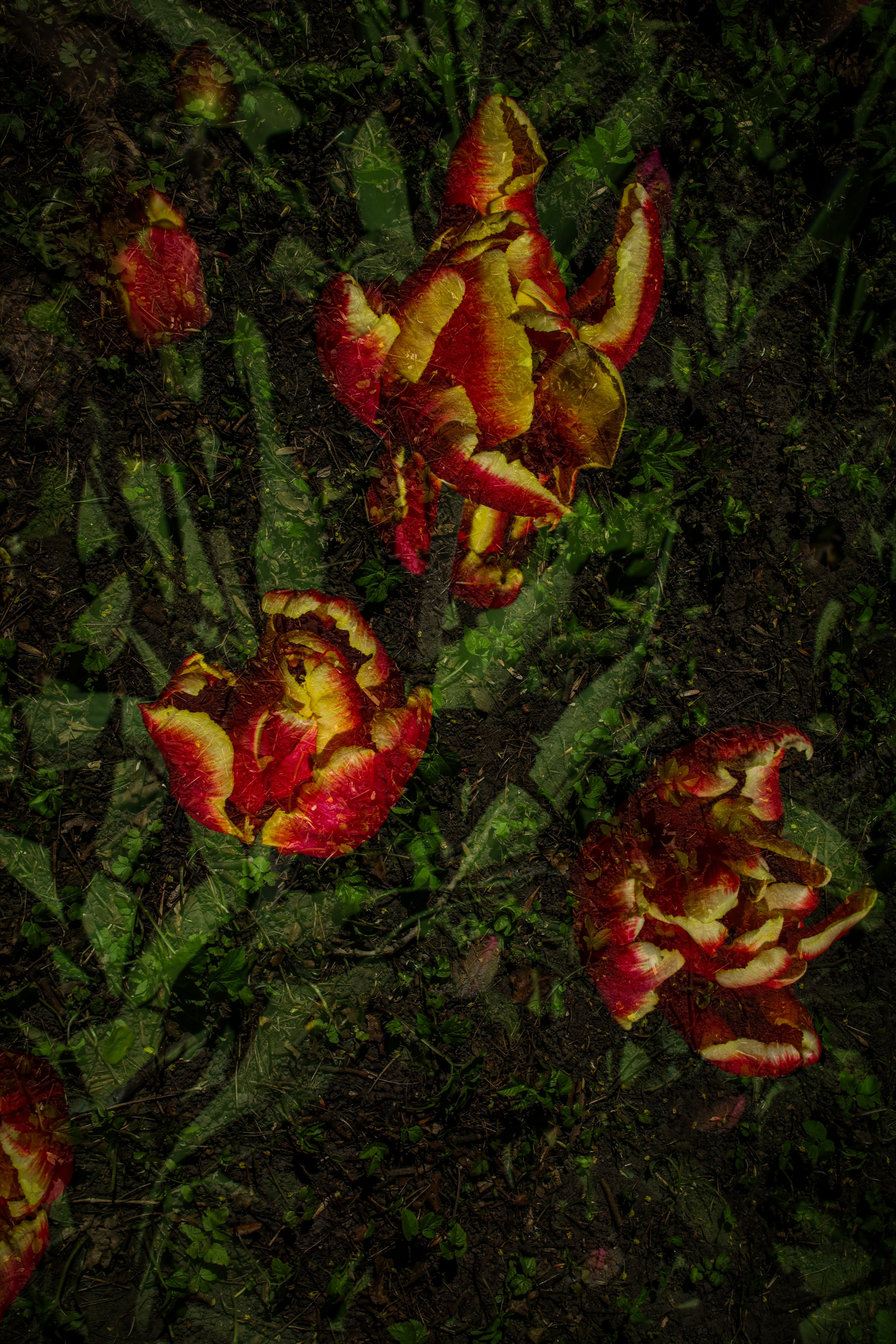 Природа &. Фотохудожник в СПб