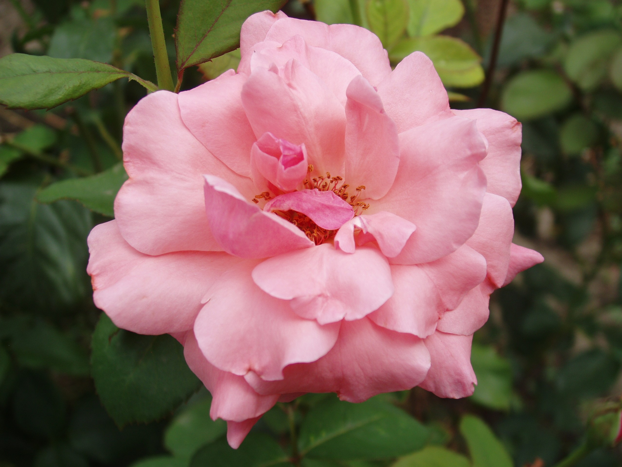 Отпуск 20.07-17.08. Семейный, Свадебный фотограф СПБ Питер— Романова Екатерина