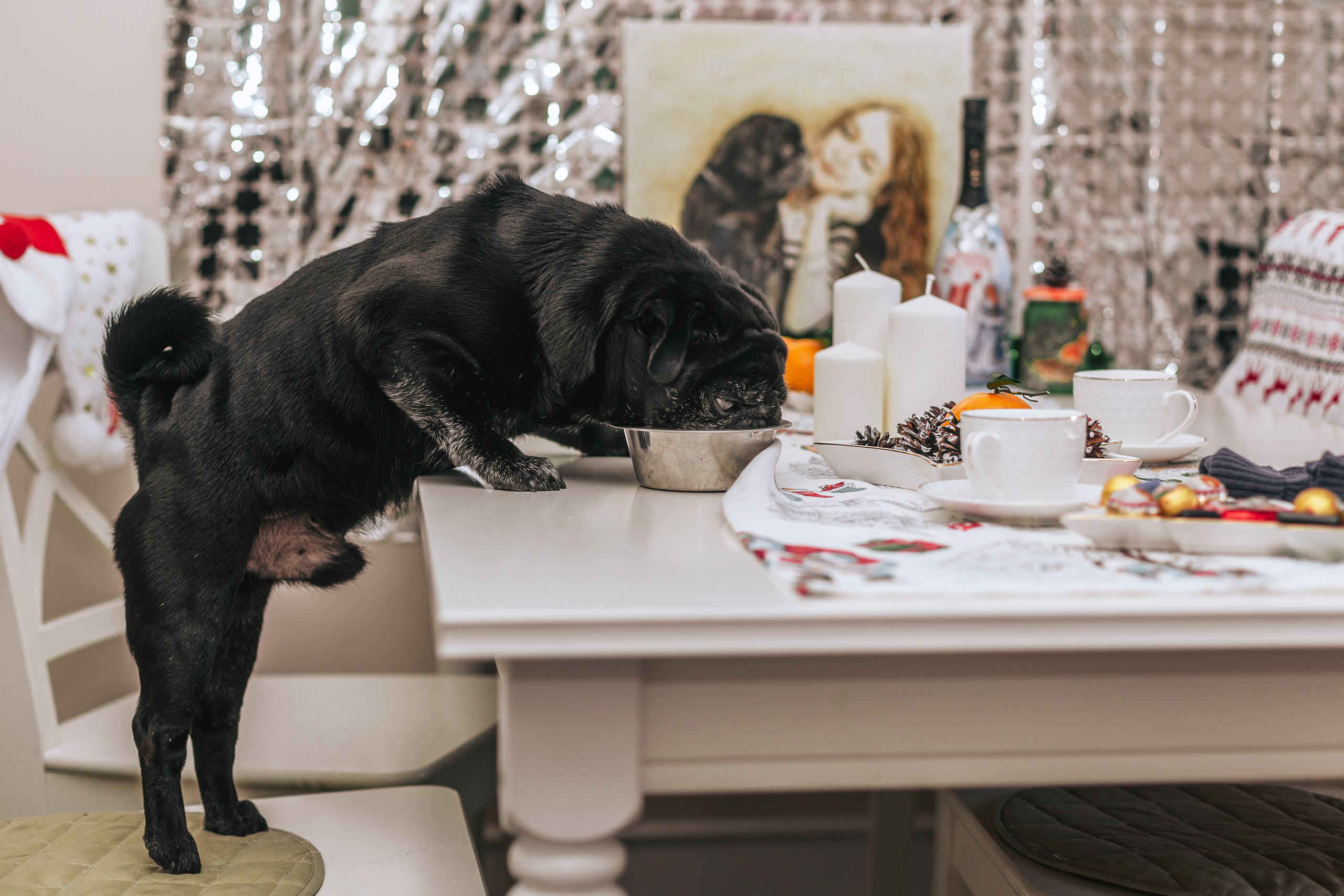 Домашняя фотосессия Оли и двух ее мопсов. Фотограф-анималист Татьяна Степанова