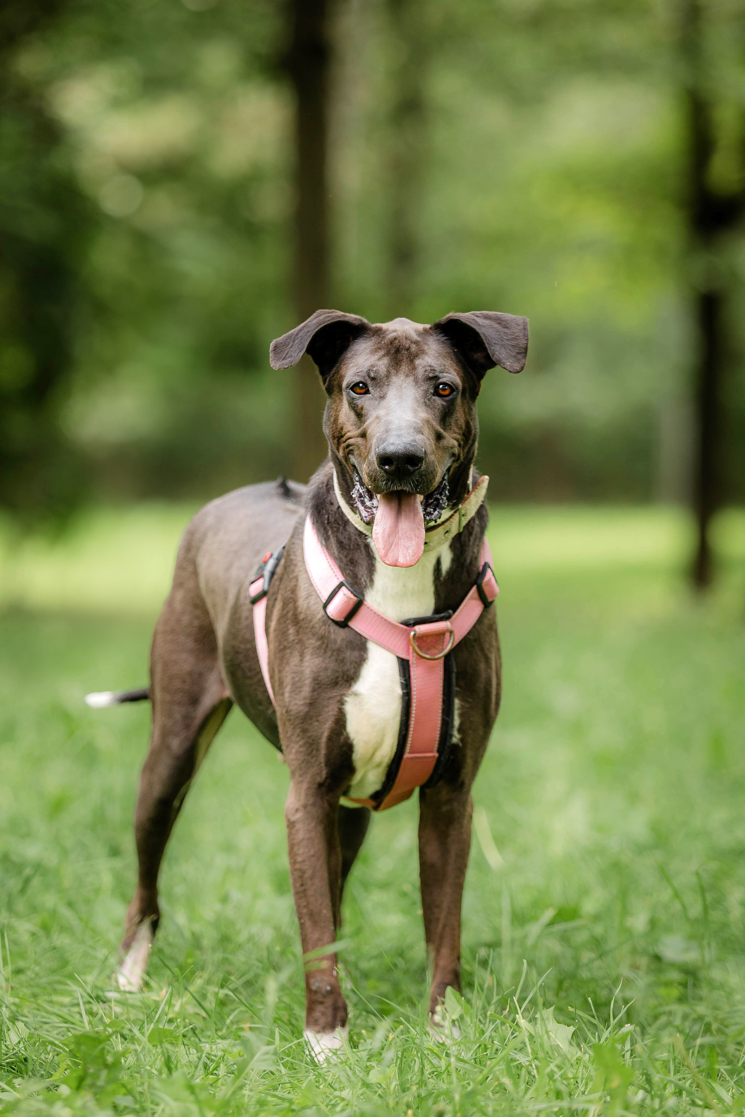 Как я выбираю, на какой объектив снимать животных?