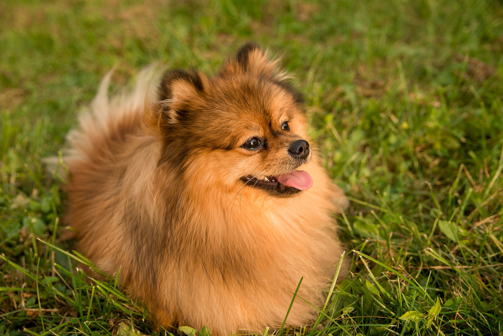 Настя, Никита и Гарри. Фотограф в Москве Аня Цыплакова