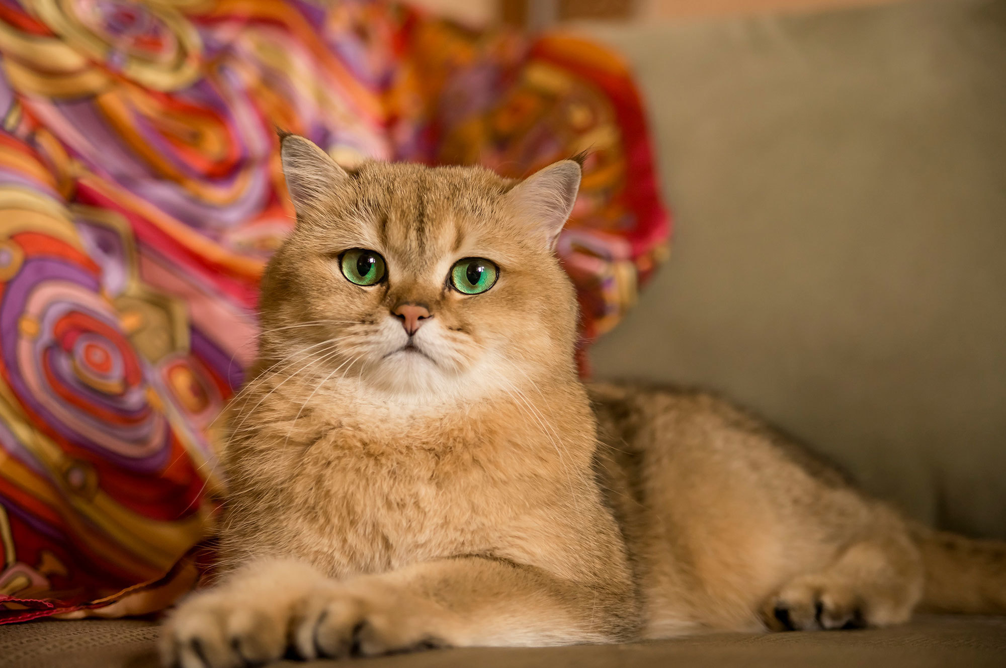 Даша и Гвидон. Фотограф в Москве Аня Цыплакова
