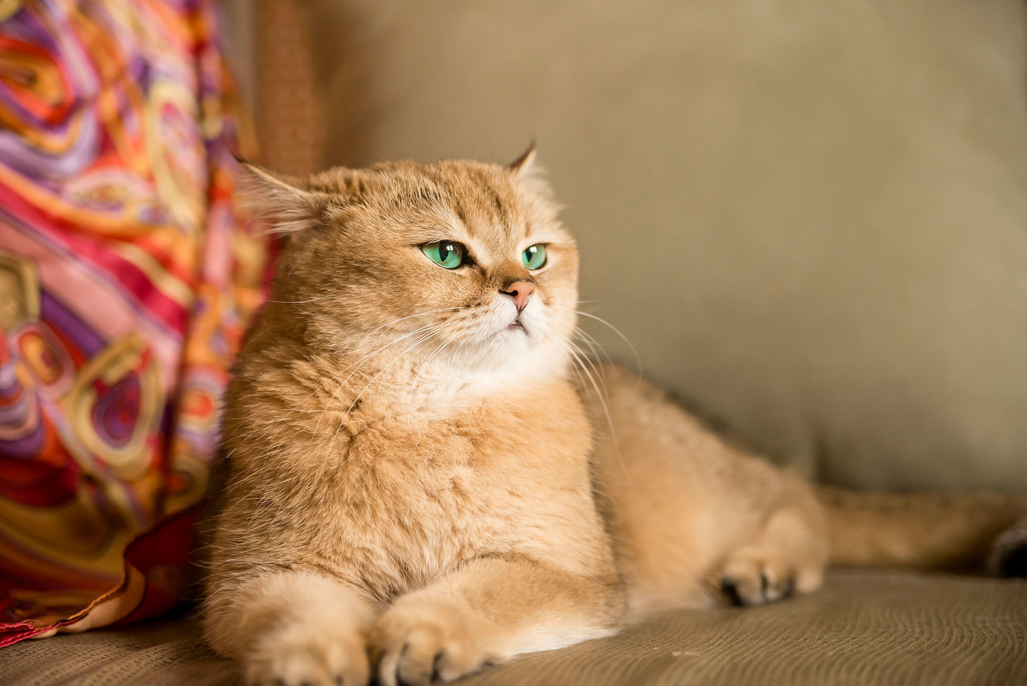 Даша и Гвидон. Фотограф в Москве Аня Цыплакова