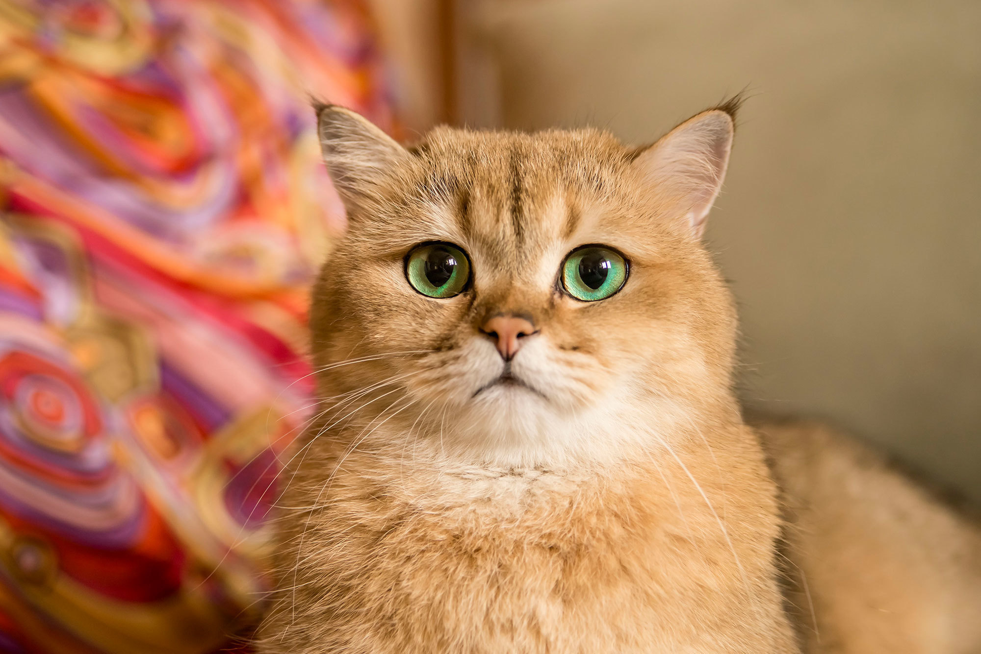 Даша и Гвидон. Фотограф в Москве Аня Цыплакова