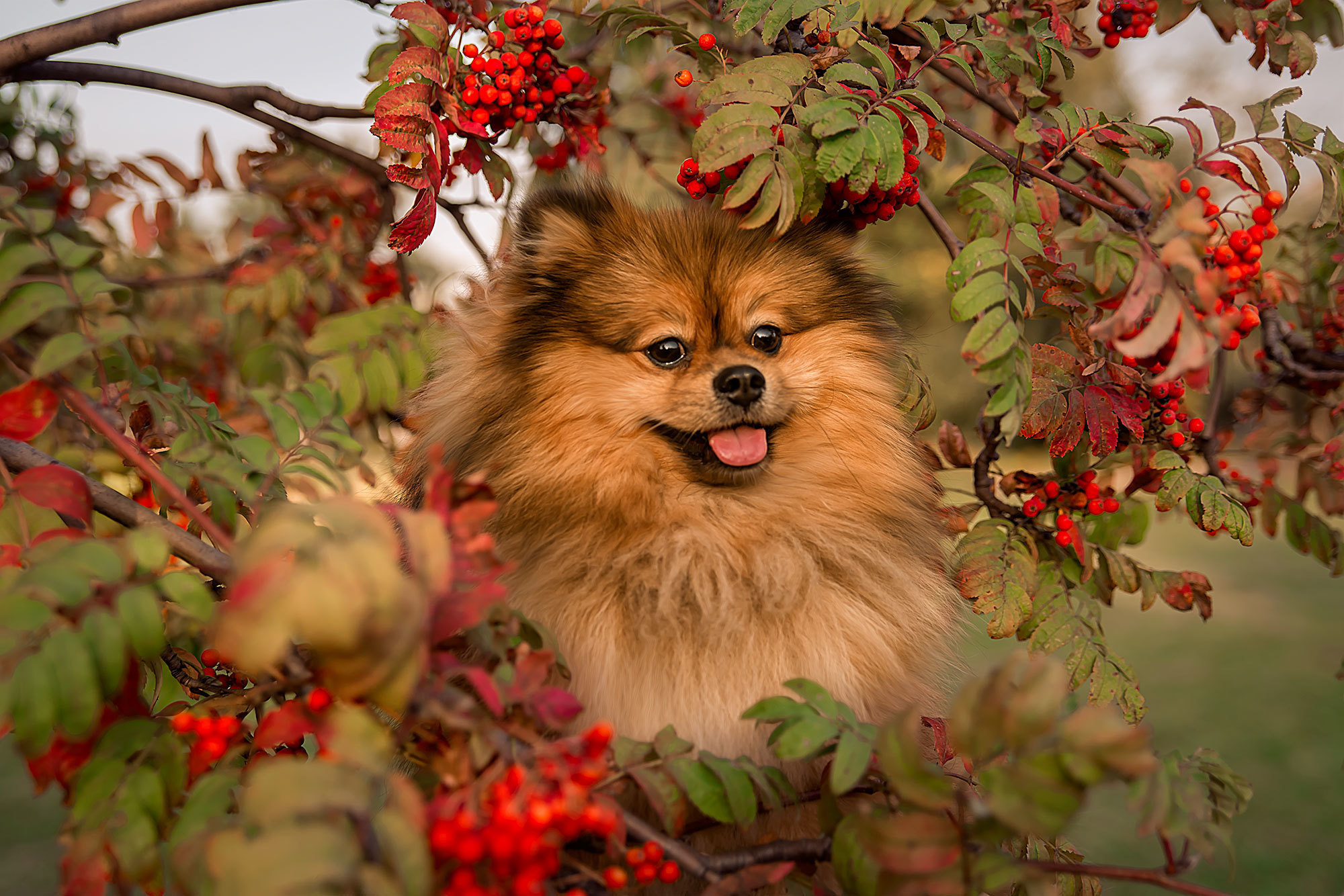 Настя, Никита и Гарри. Фотограф в Москве Аня Цыплакова