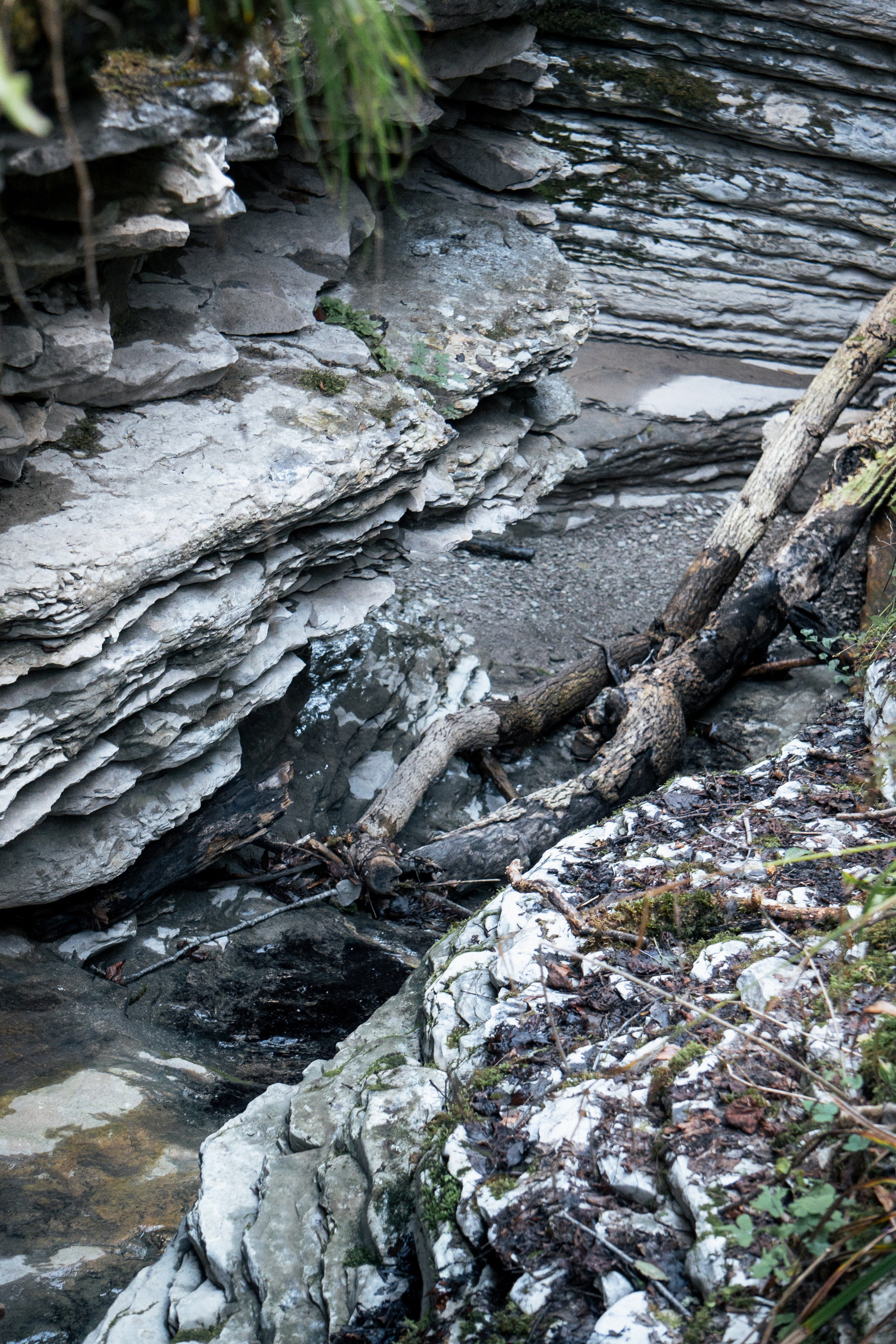 Тисо-самшитовая роща. Yaratezza production