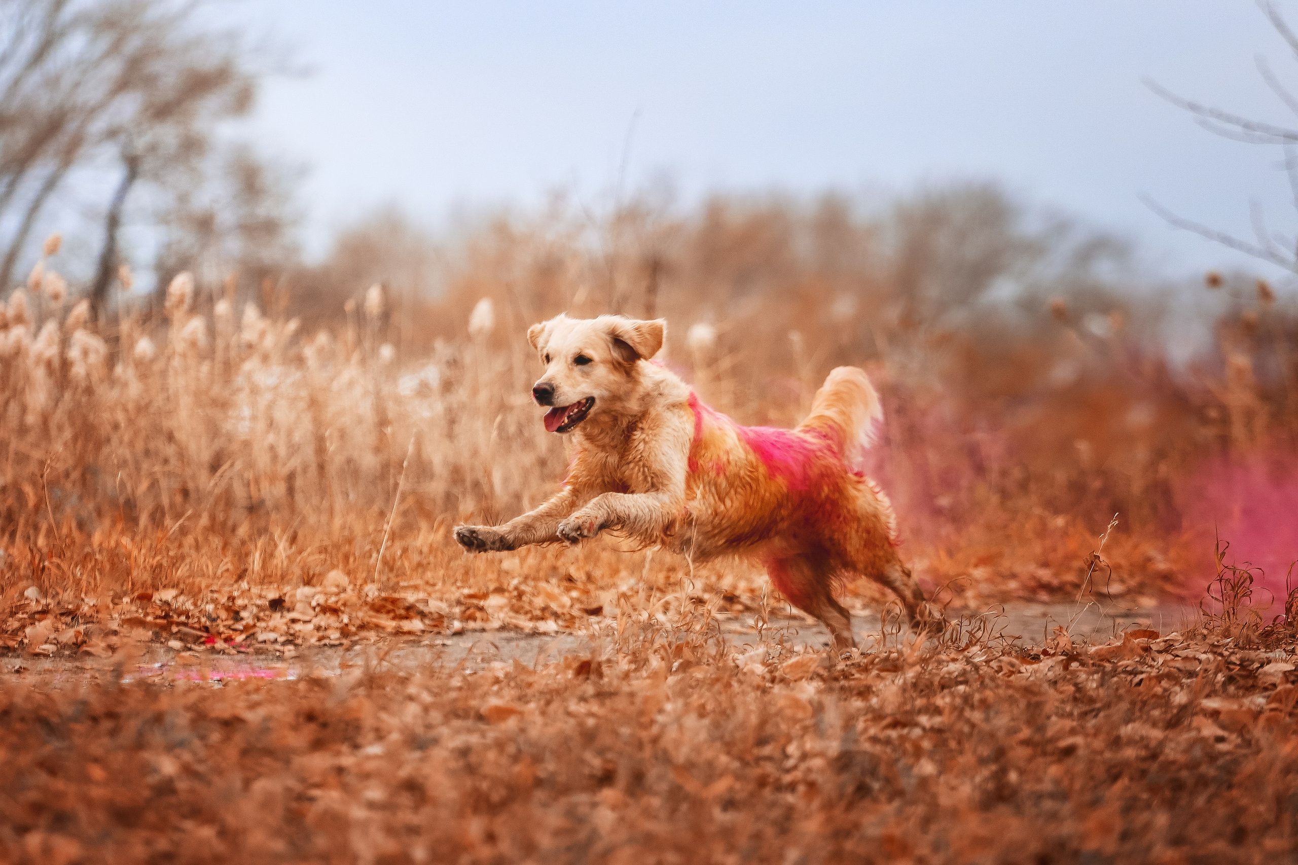 Ланди. Питомник Грааль Гардарика