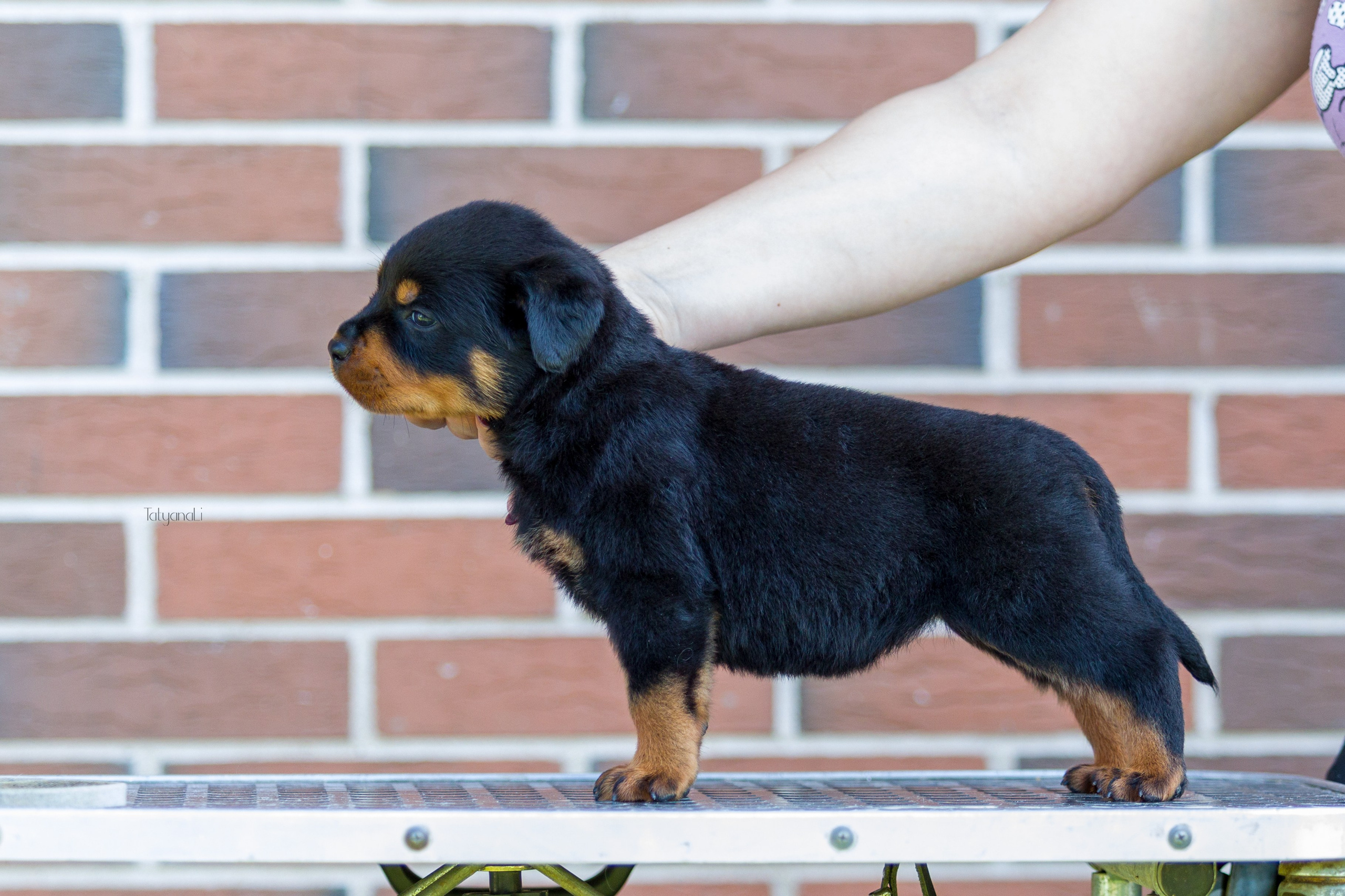 Ротвейлер. Фотограф — анималист Татьяна Ли