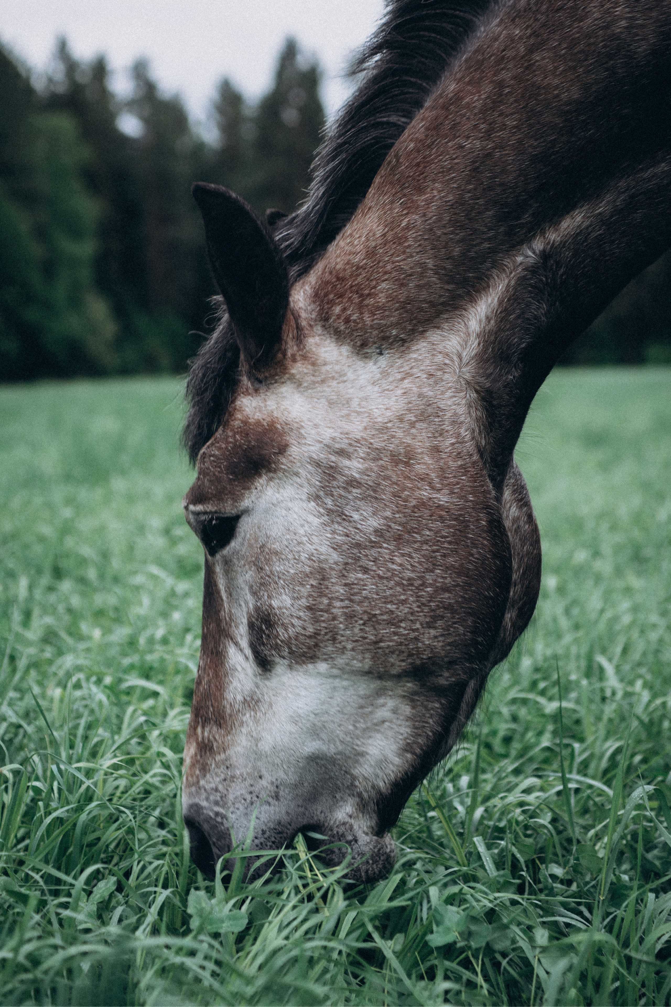 Ирина. Семейный свадебный фотограф Екатеринбург Первоуральск Шарнина Алёна