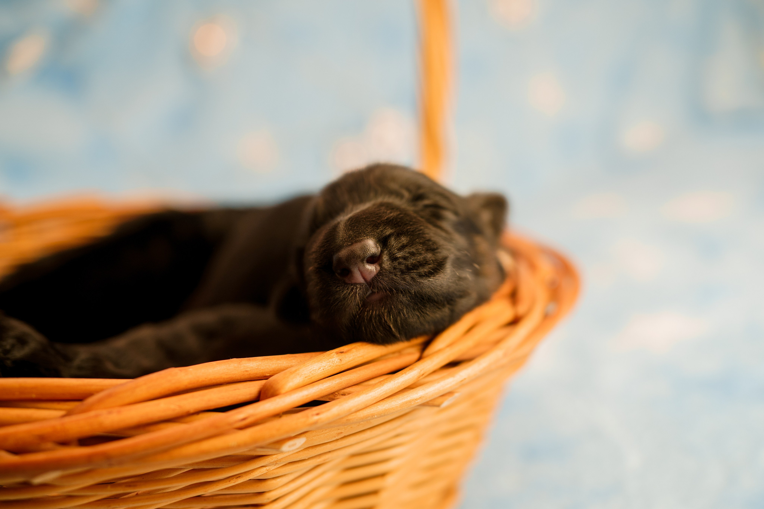 Новорожденные немецкие овчарки. Фотограф-анималист Анастасия Большакова