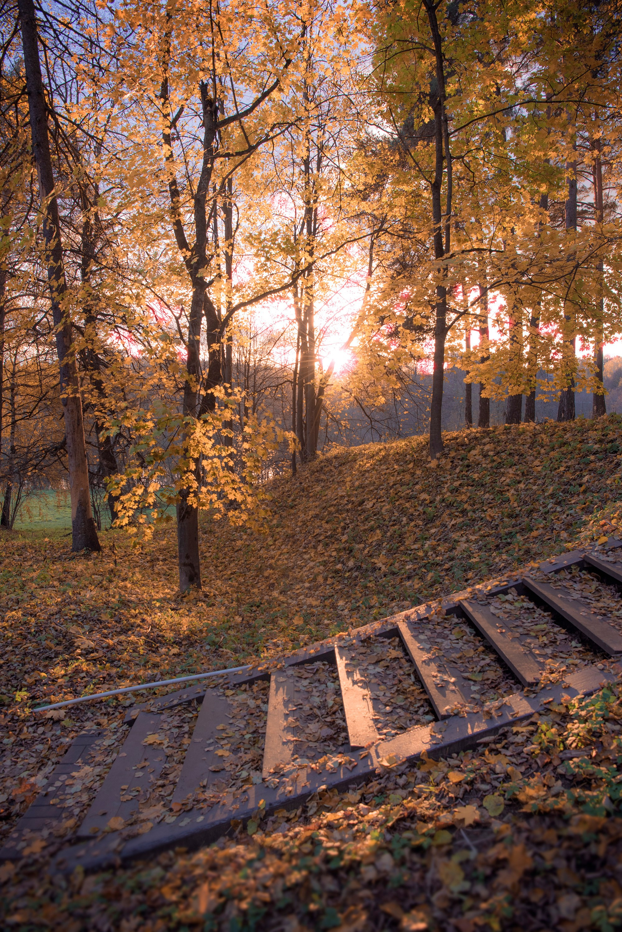 Золотая осень. Семейный и детский фотограф в Москве Алена Прошкина