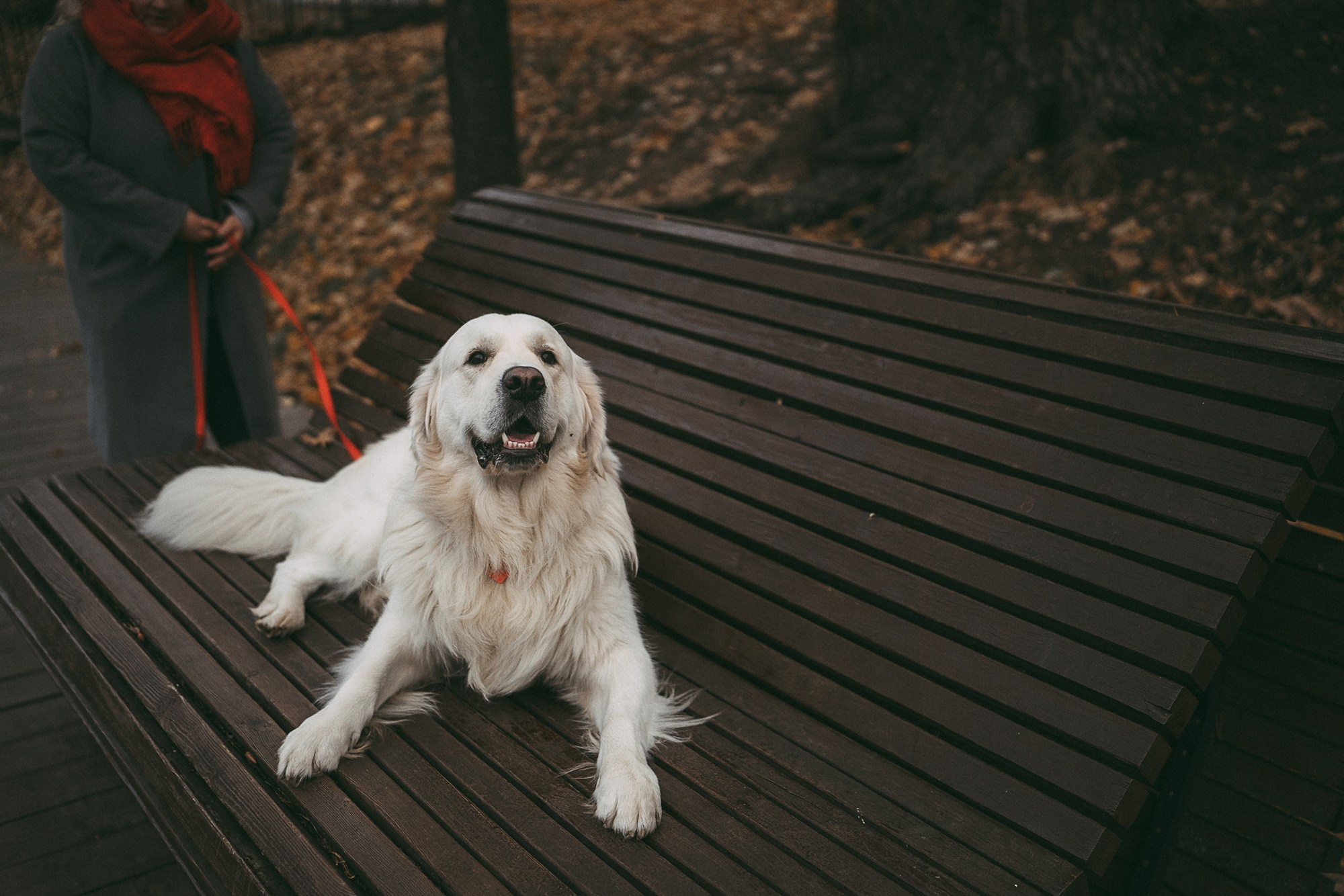 Лена и Мерлин. Фотограф анималист в Москве и Санкт-Петербурге Свиридова Анна