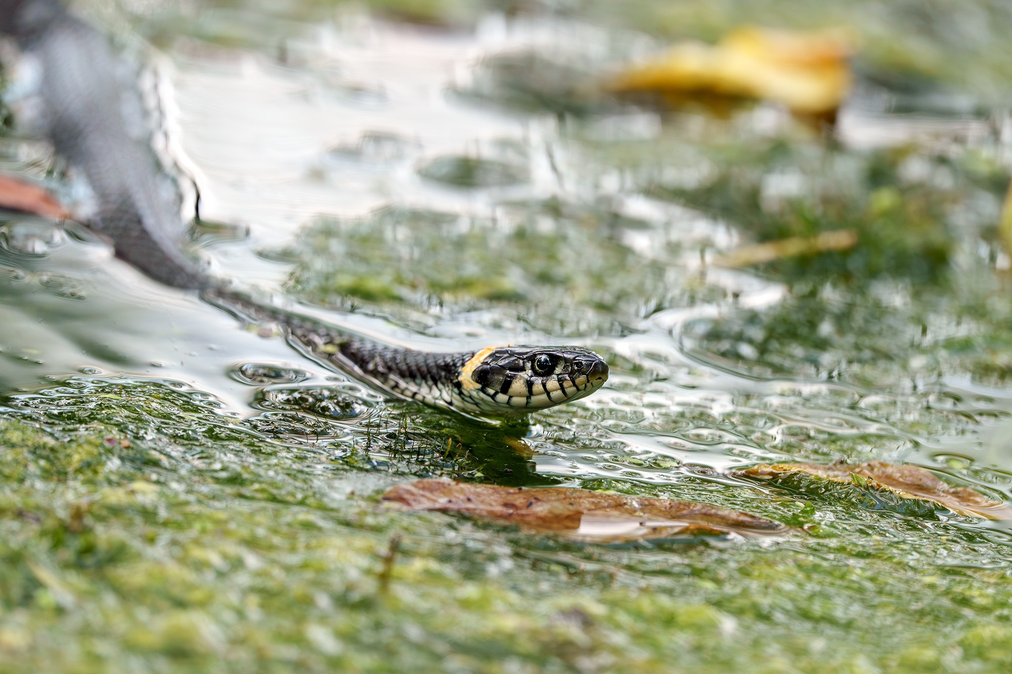 Животные. Ваш личный фотограф Марина Волкова